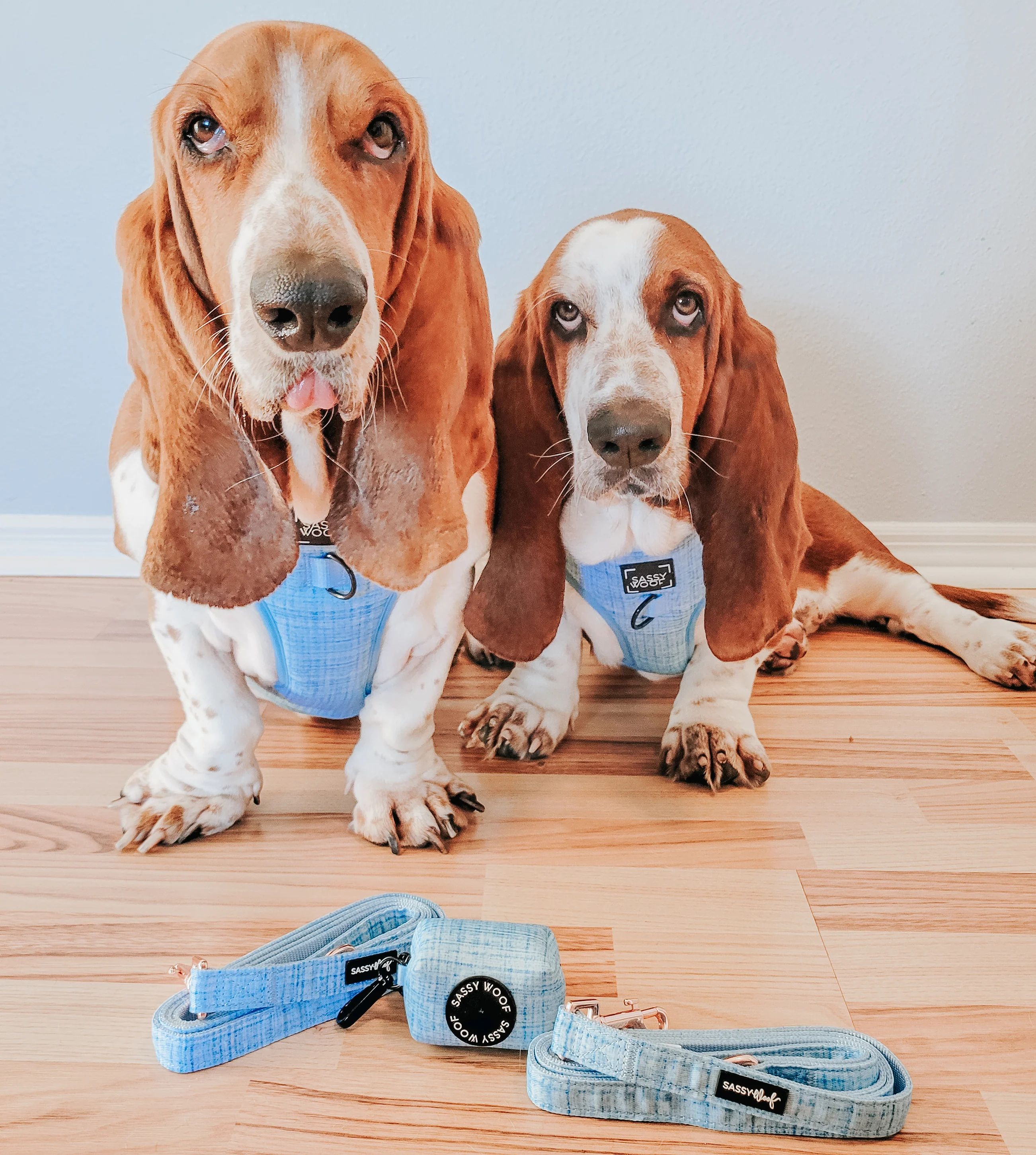 Dog Four Piece Bundle - Blumond - Image 22