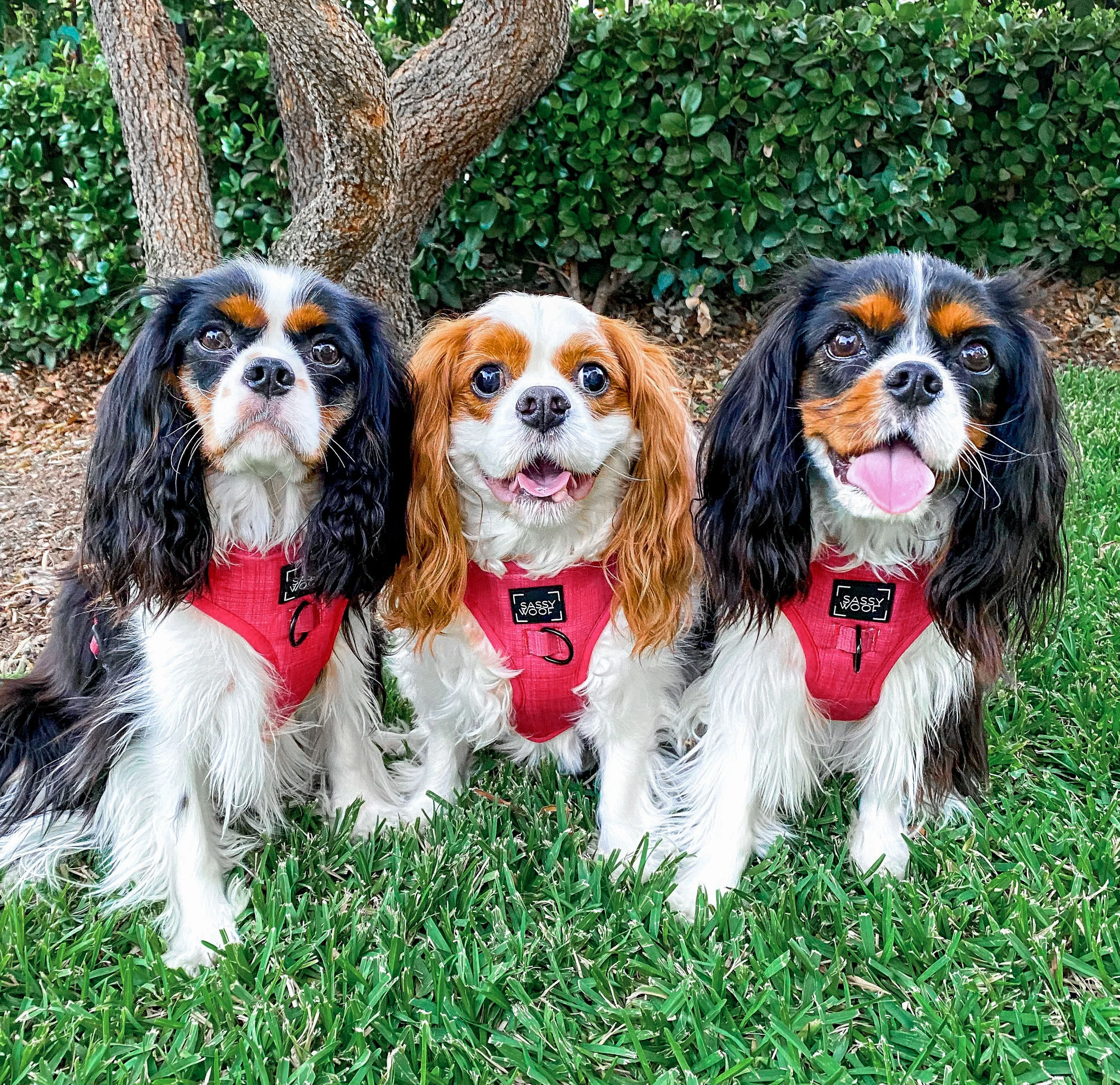 Dog Four Piece Bundle - Merlot - Image 13