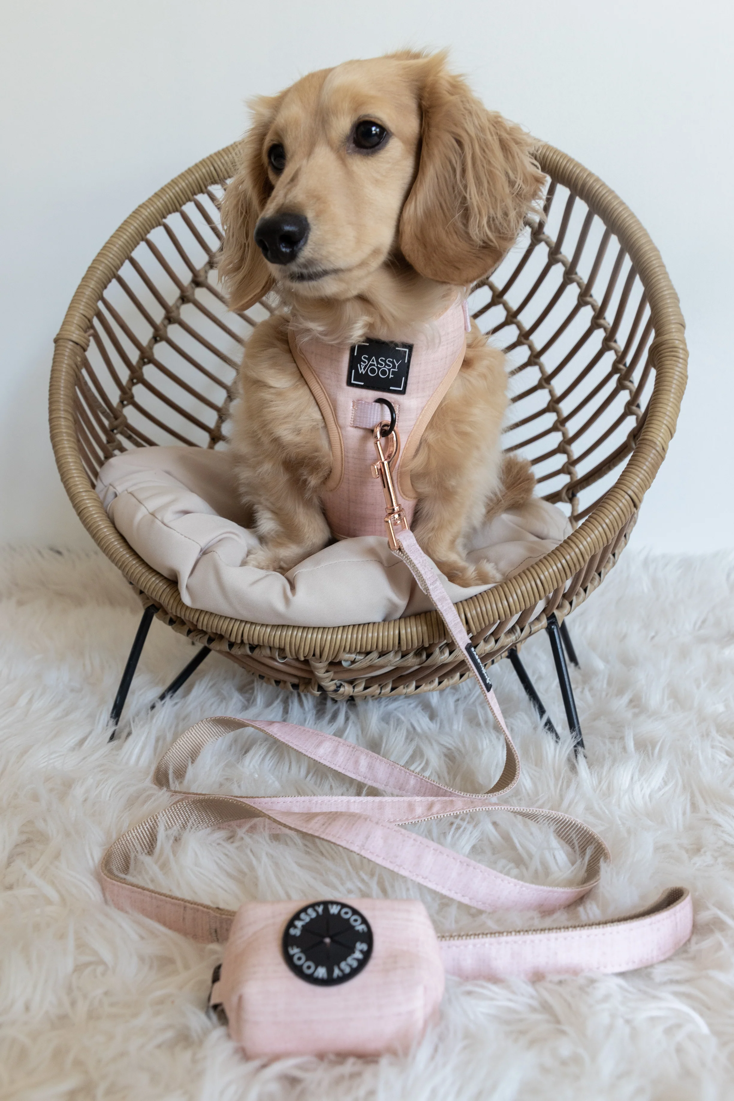Dog Four Piece Bundle - Pinot - Image 10
