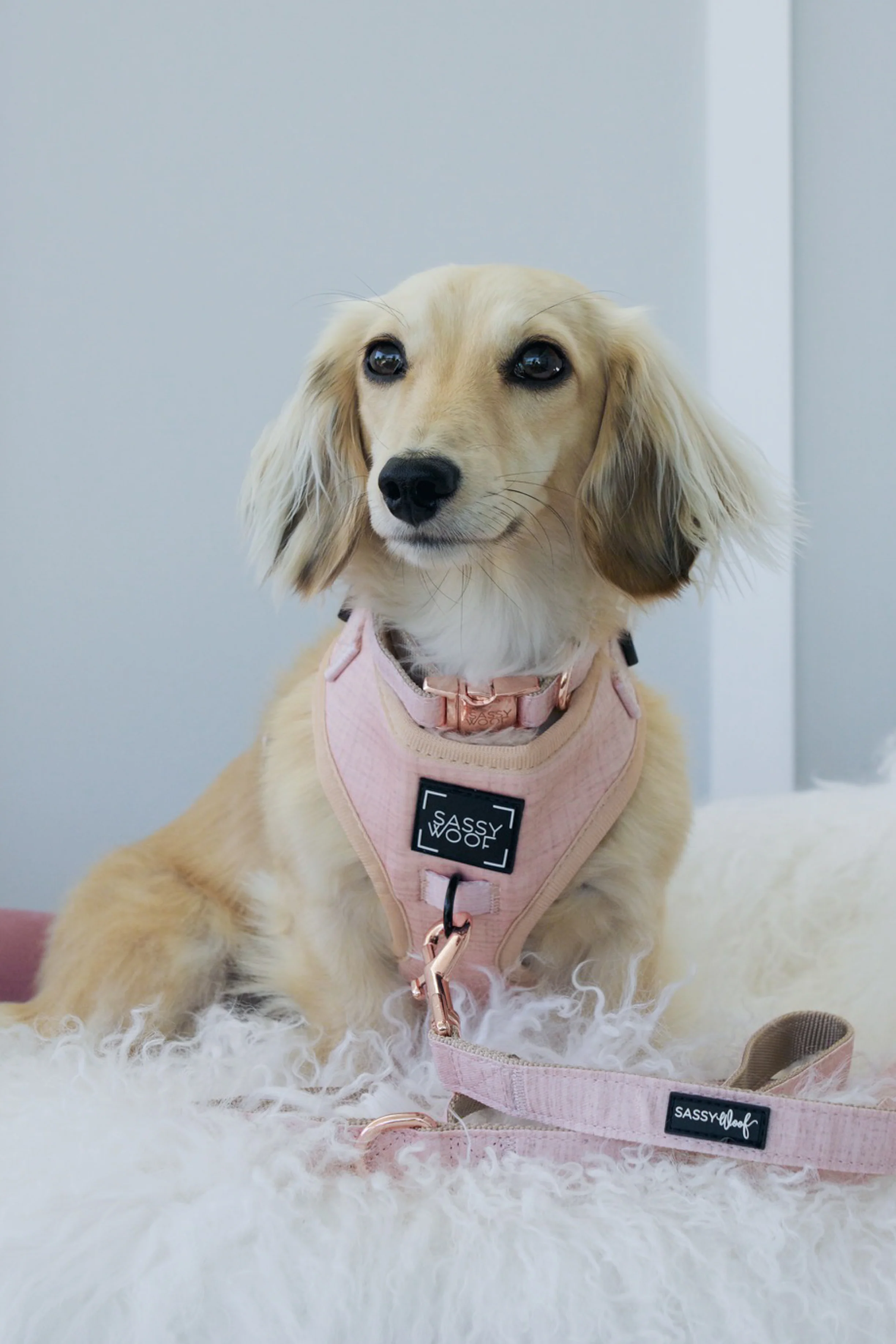 Dog Four Piece Bundle - Pinot - Image 13