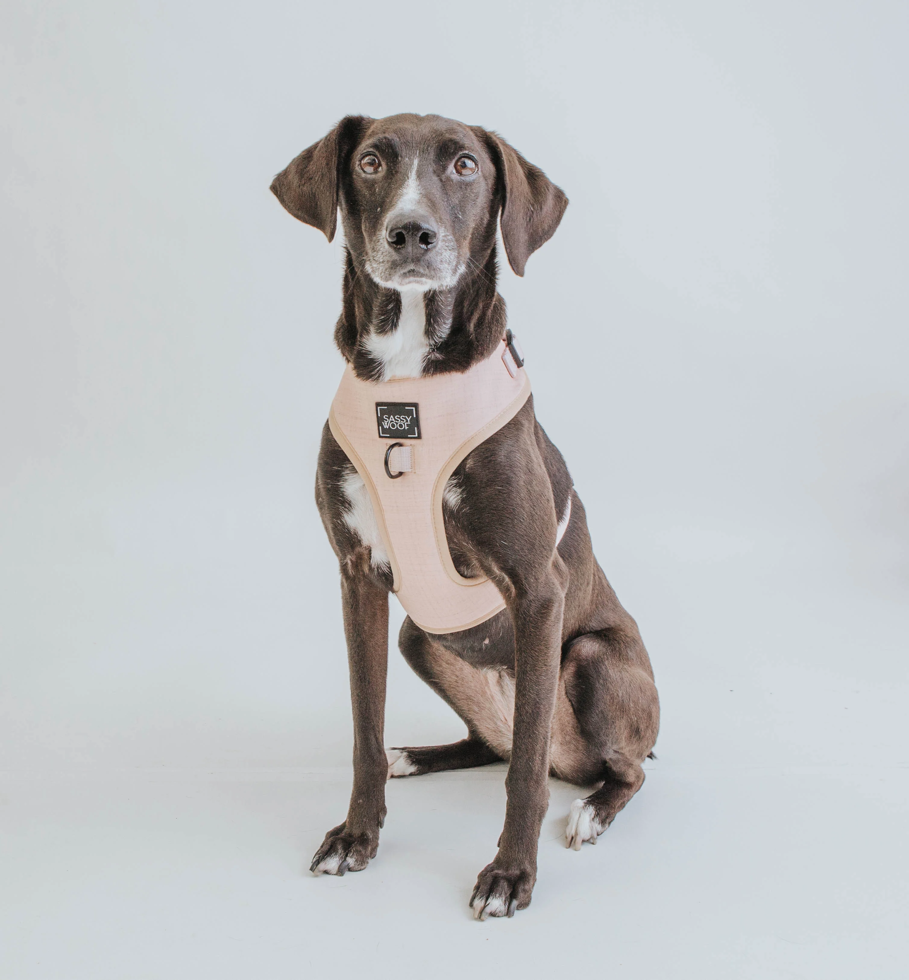 Dog Four Piece Bundle - Pinot - Image 18