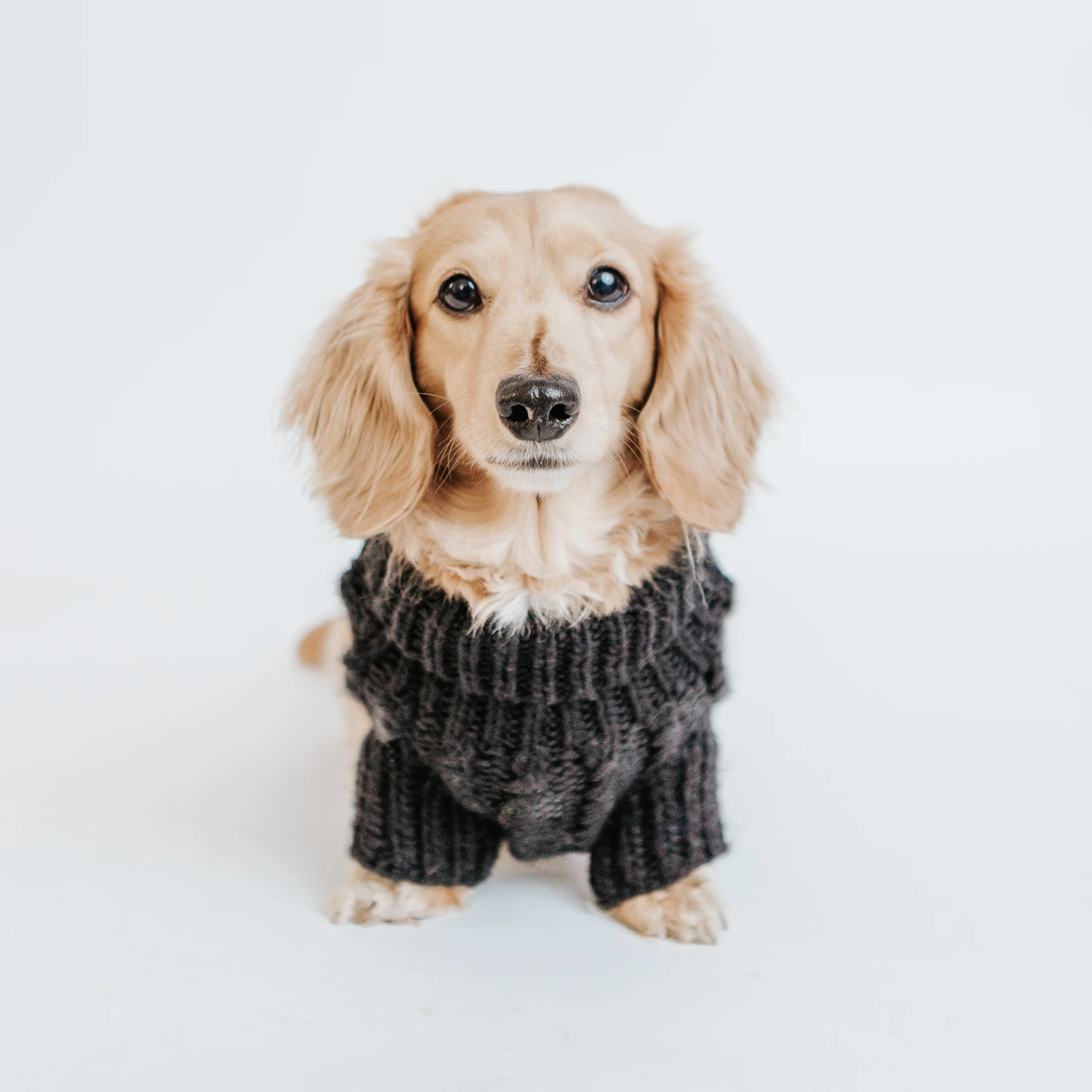 Pet Cable Knit Sweater - Black - Image 4