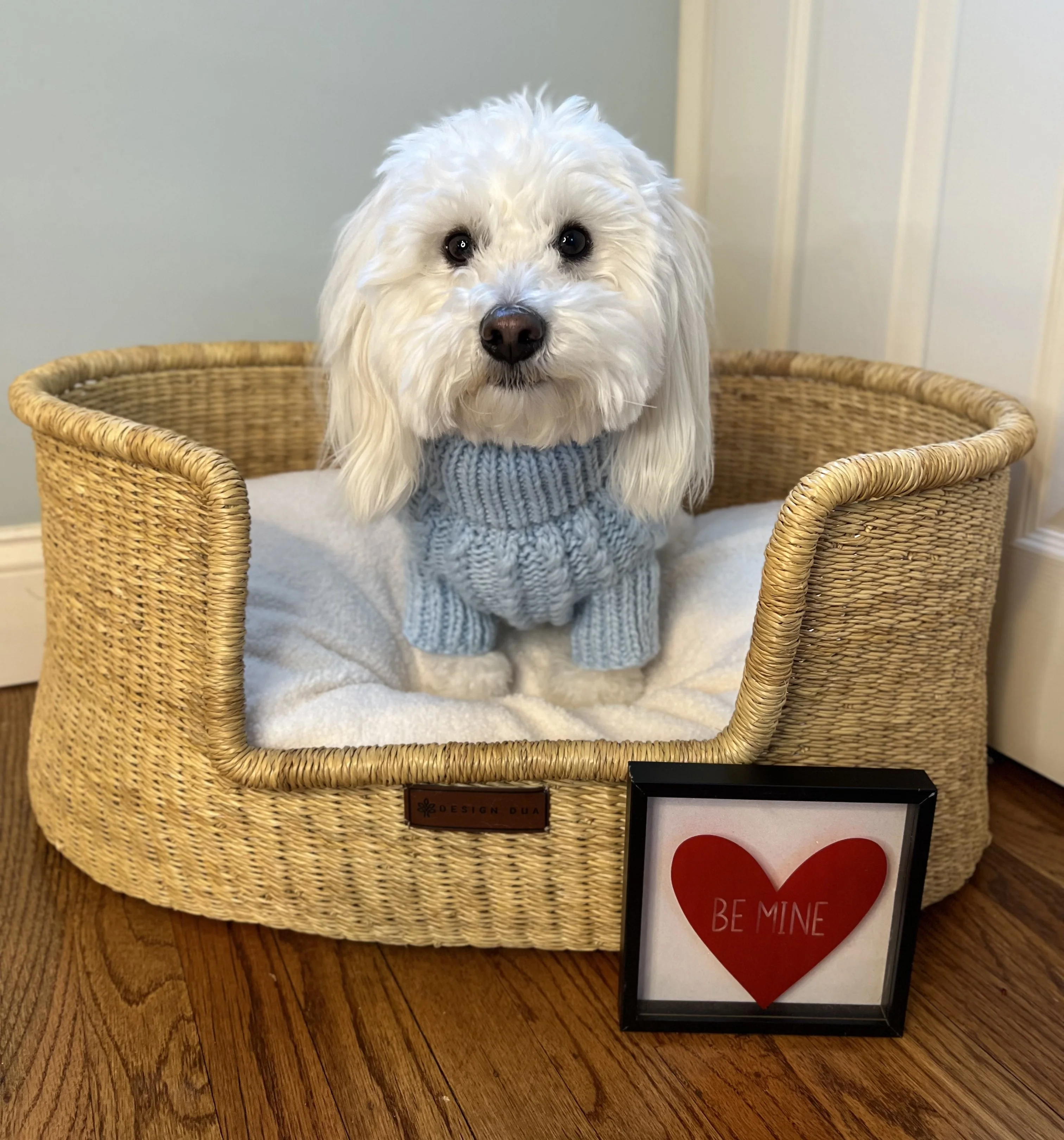 Pet Cable Knit Sweater - Light Blue - Image 16