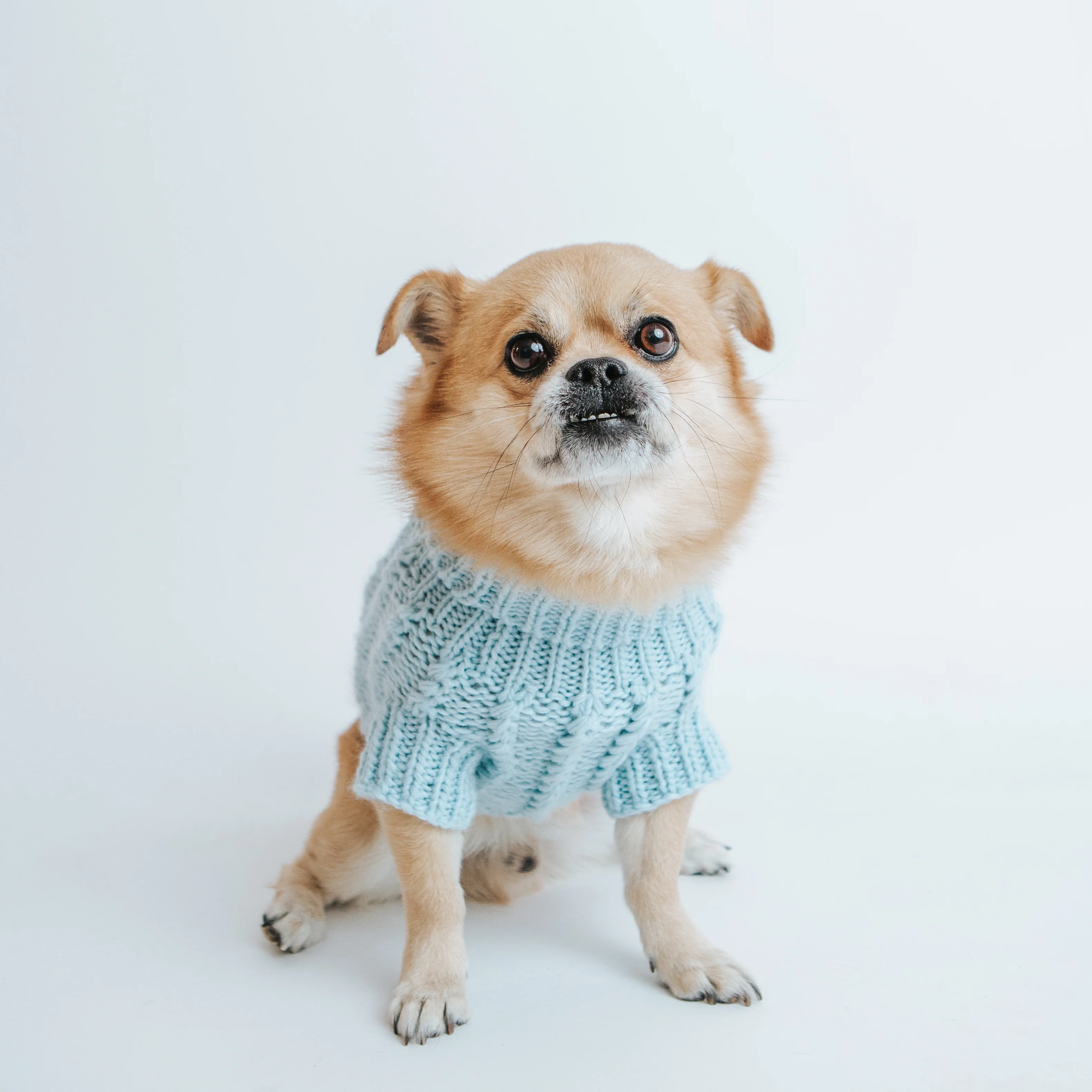 Pet Cable Knit Sweater - Light Blue - Image 7