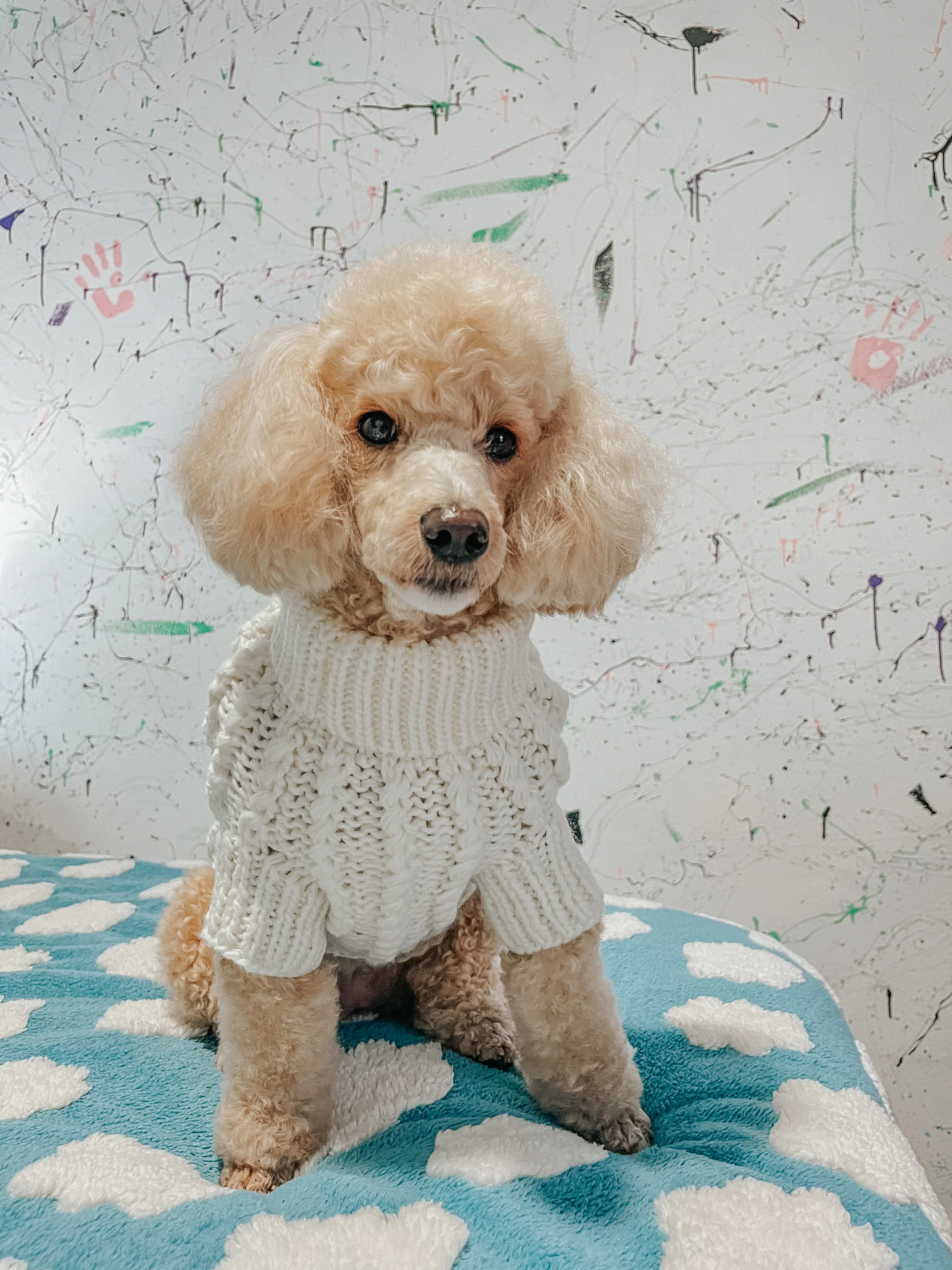 Pet Cable Knit Sweater - White - Image 4