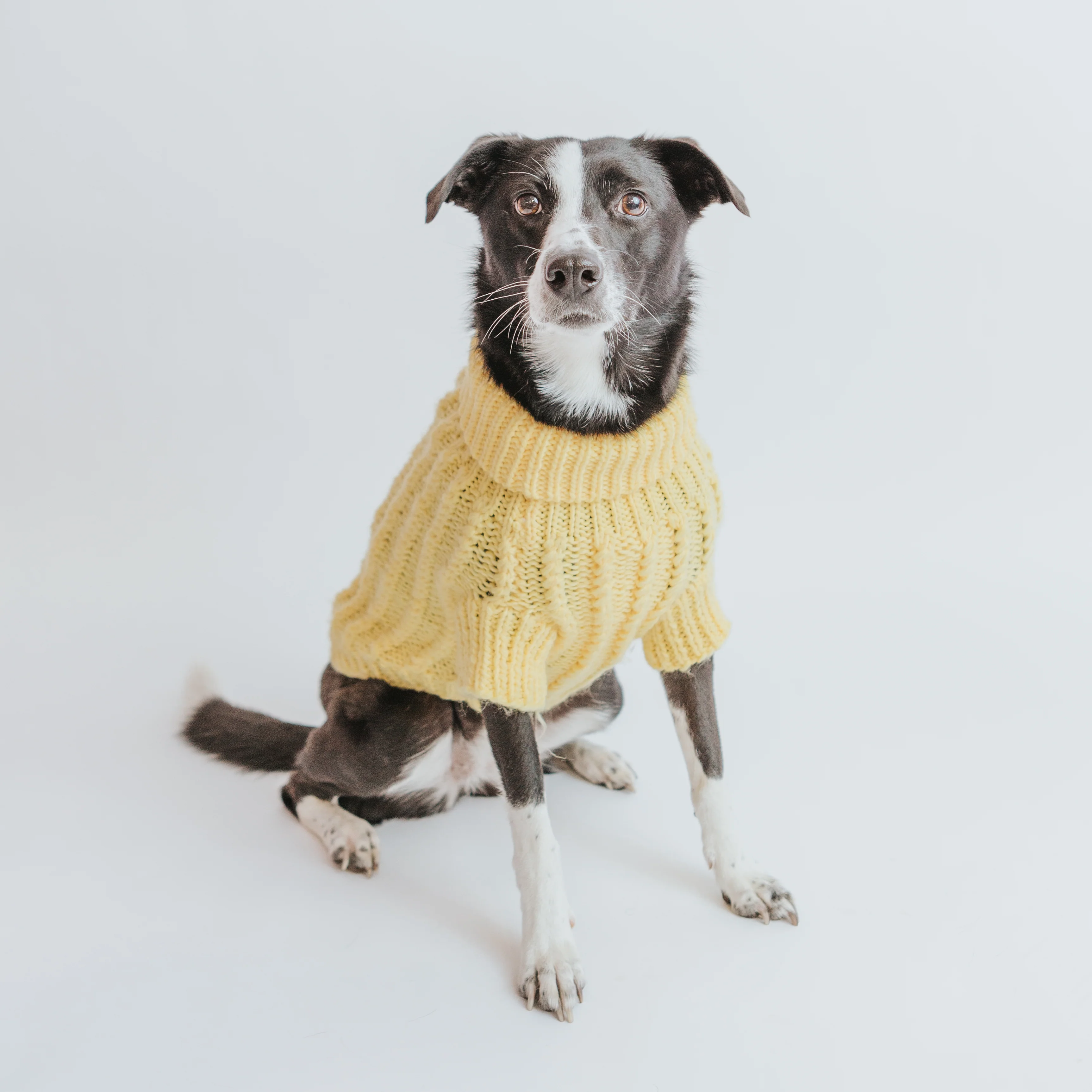 Pet Cable Knit Sweater - Yellow - Image 8