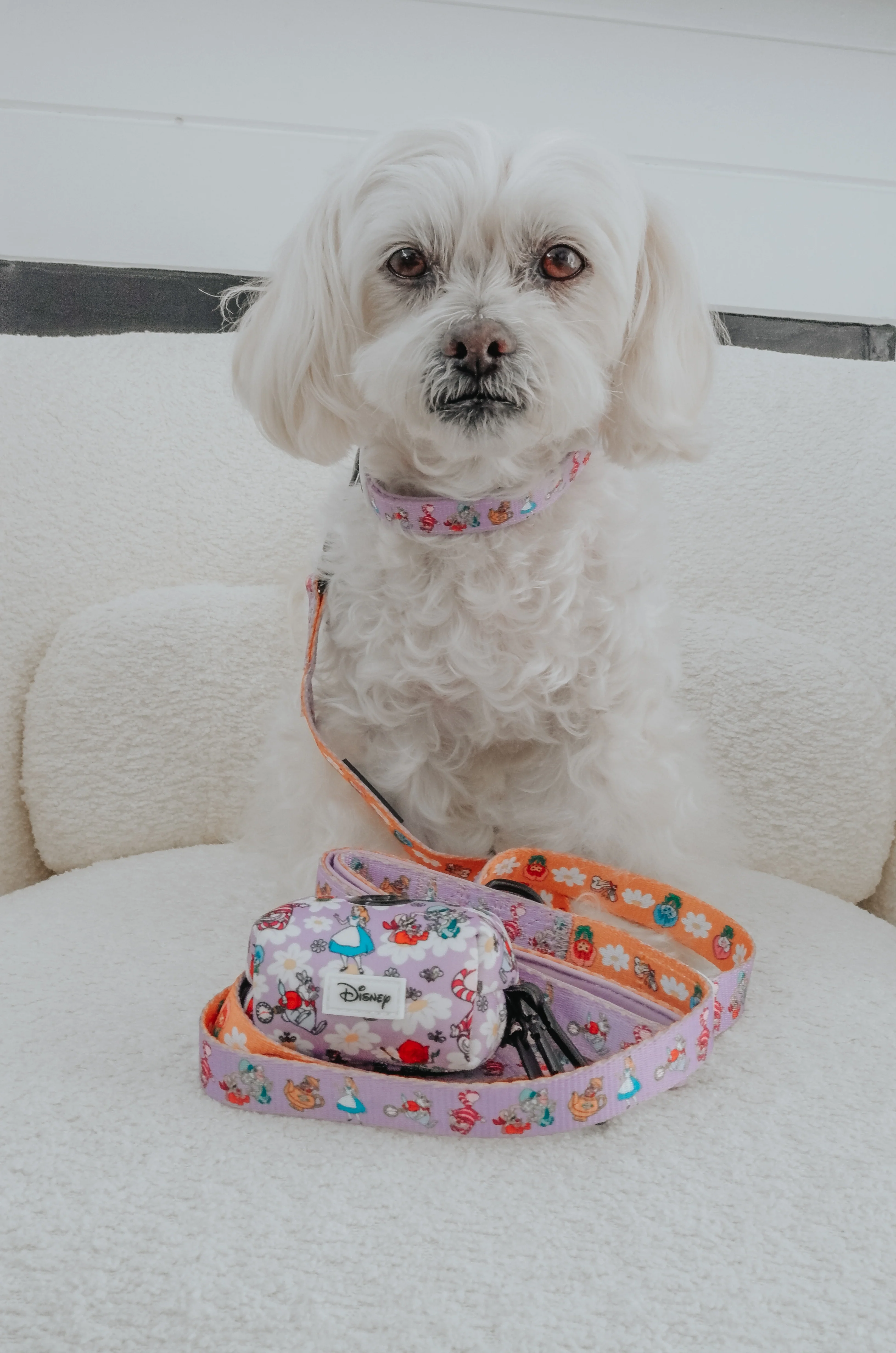 Dog Collar - Alice in Wonderland (Purple) - Image 5