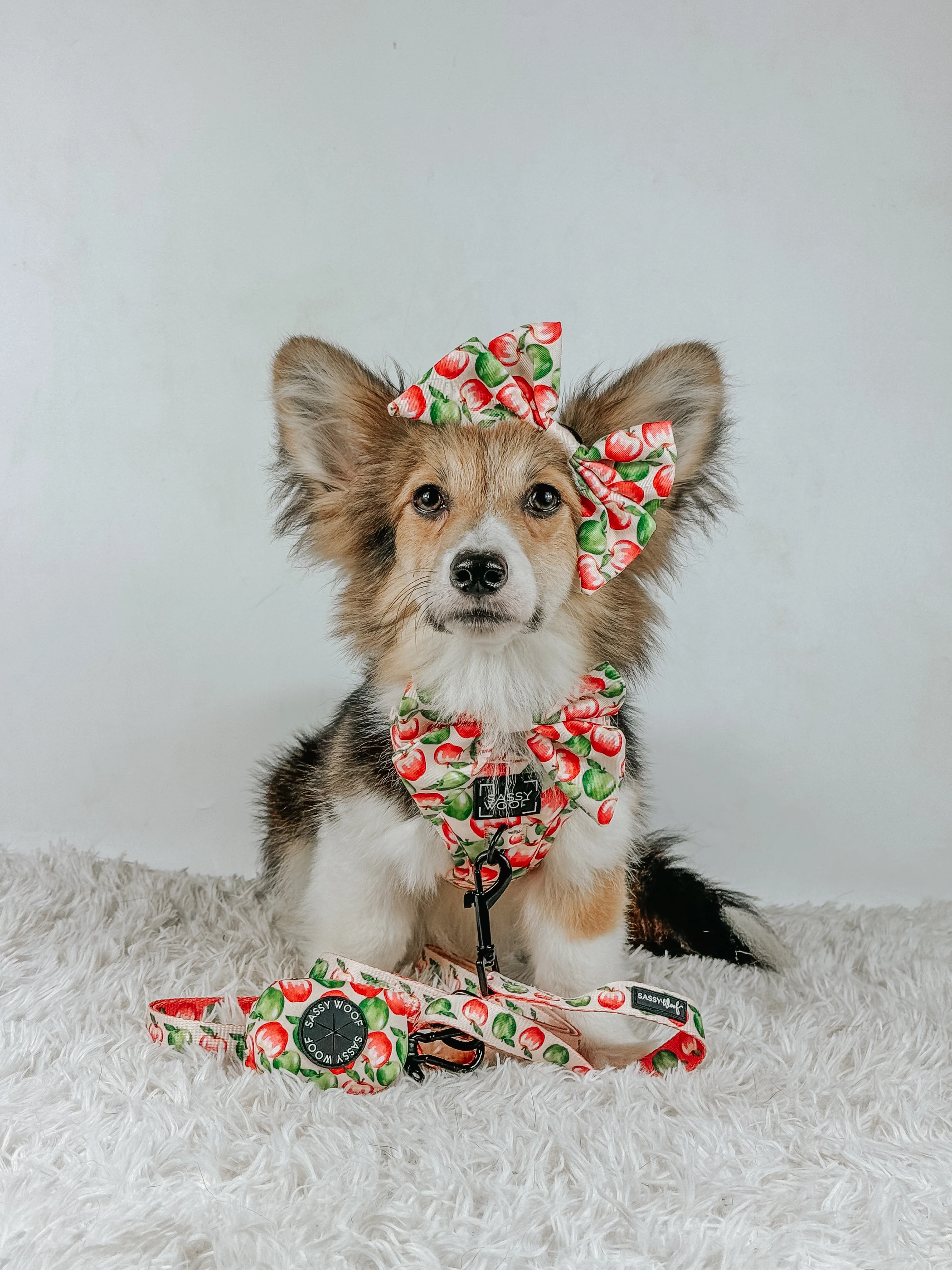 Dog Collar - Apple of My Eye - Image 6