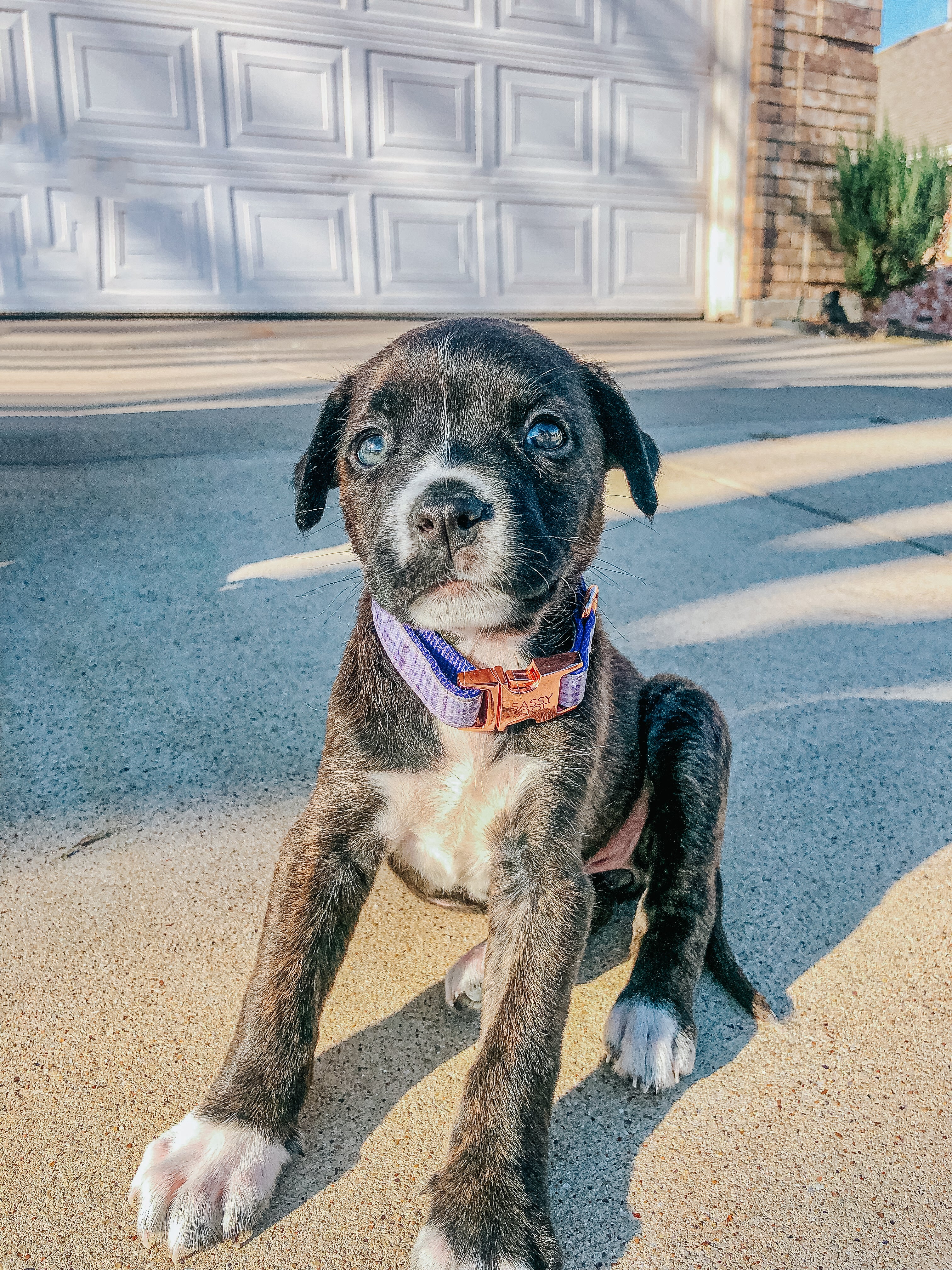 Dog Collar - Aurora - Image 9