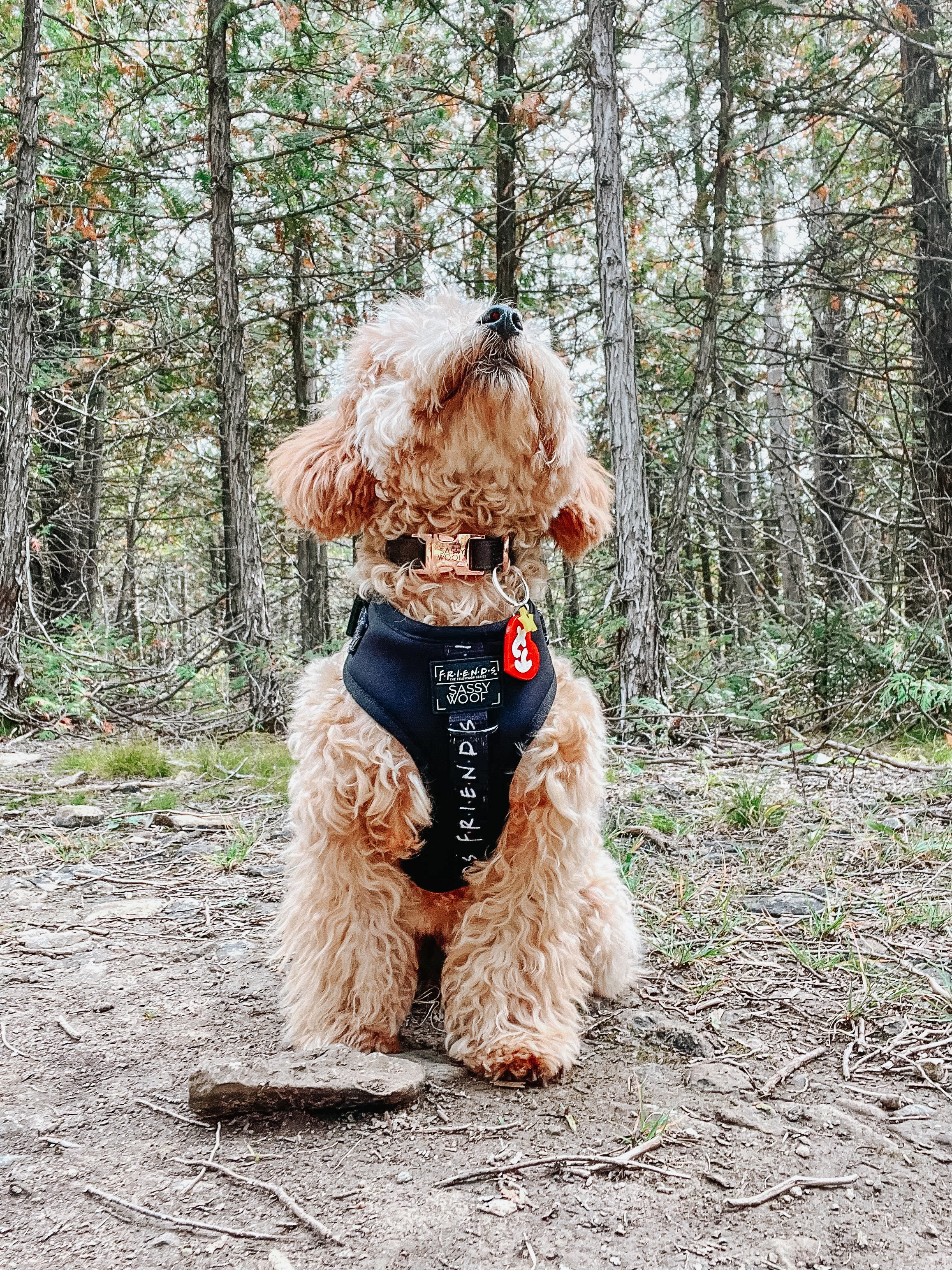 Dog Collar - Baby Got Black - Image 10