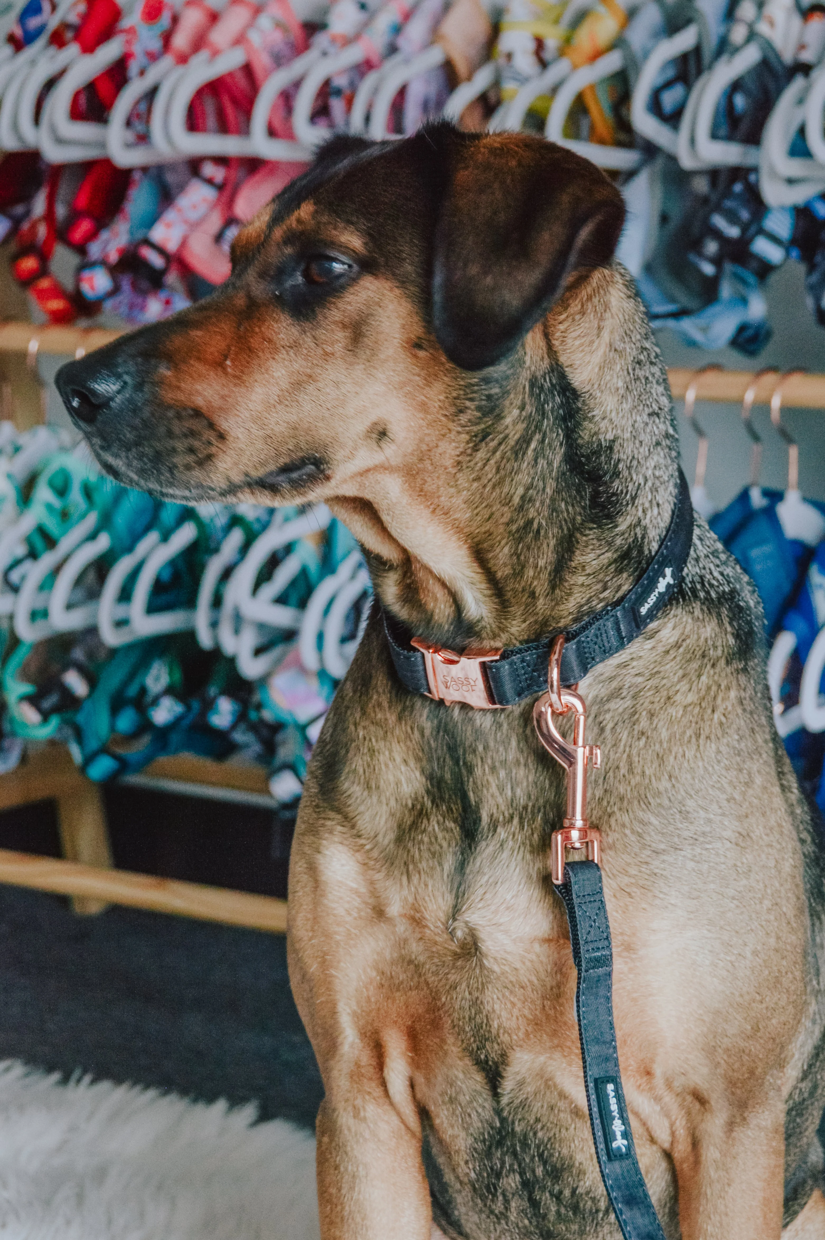 Dog Collar - Baby Got Black - Image 6
