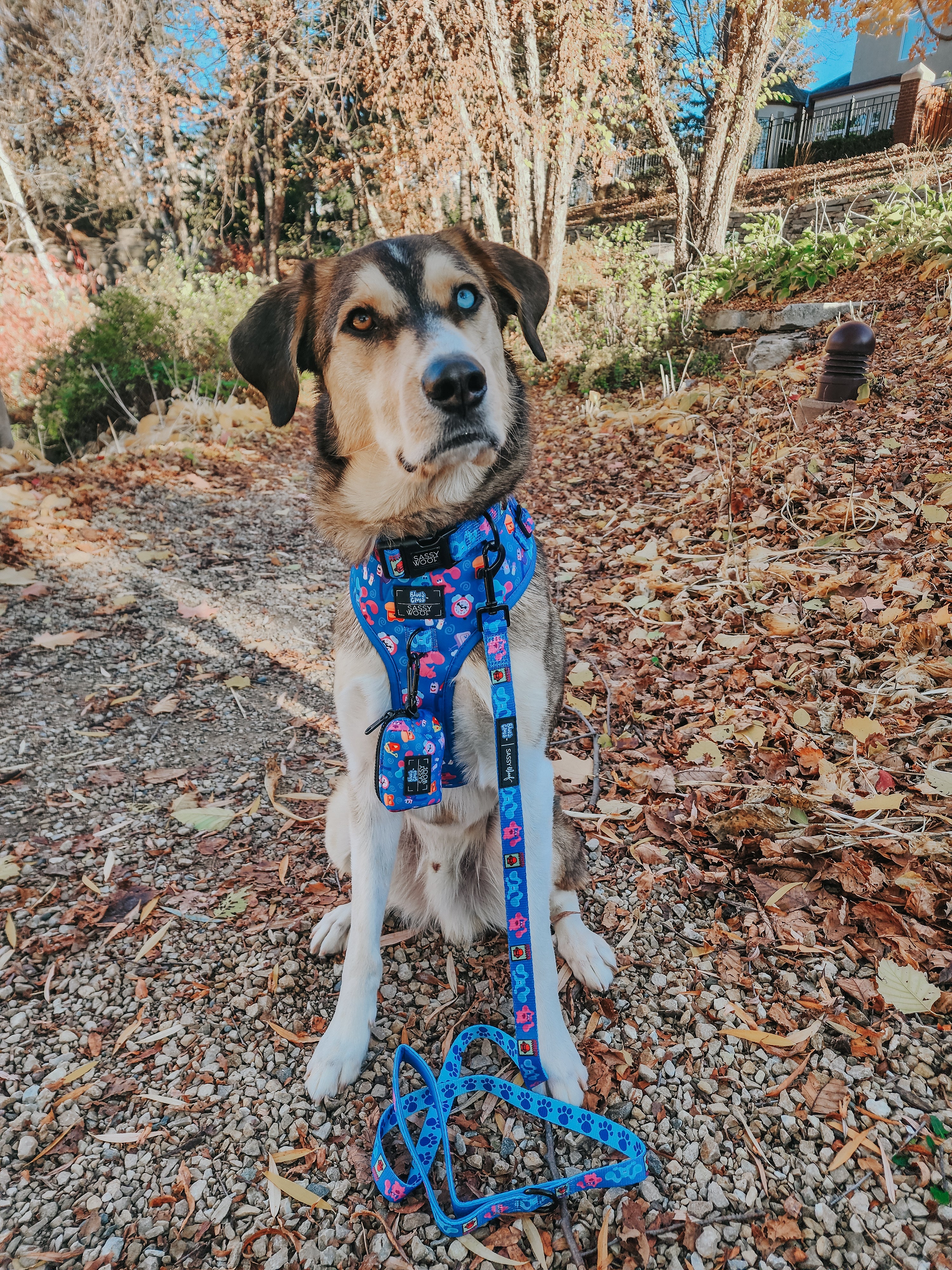 Dog Collar - Blue's Clues™ - Image 10