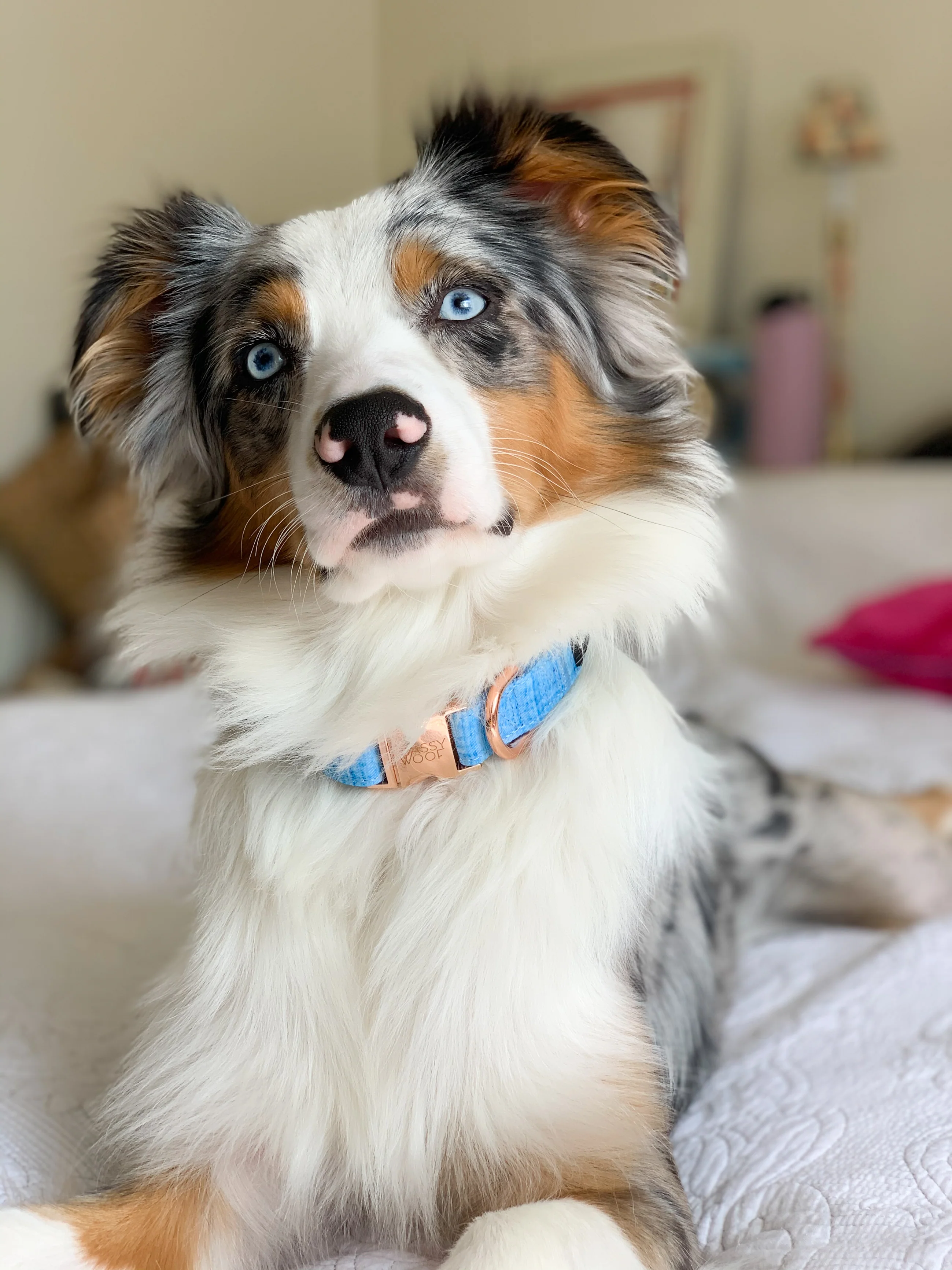 Dog Collar - Blumond - Image 9