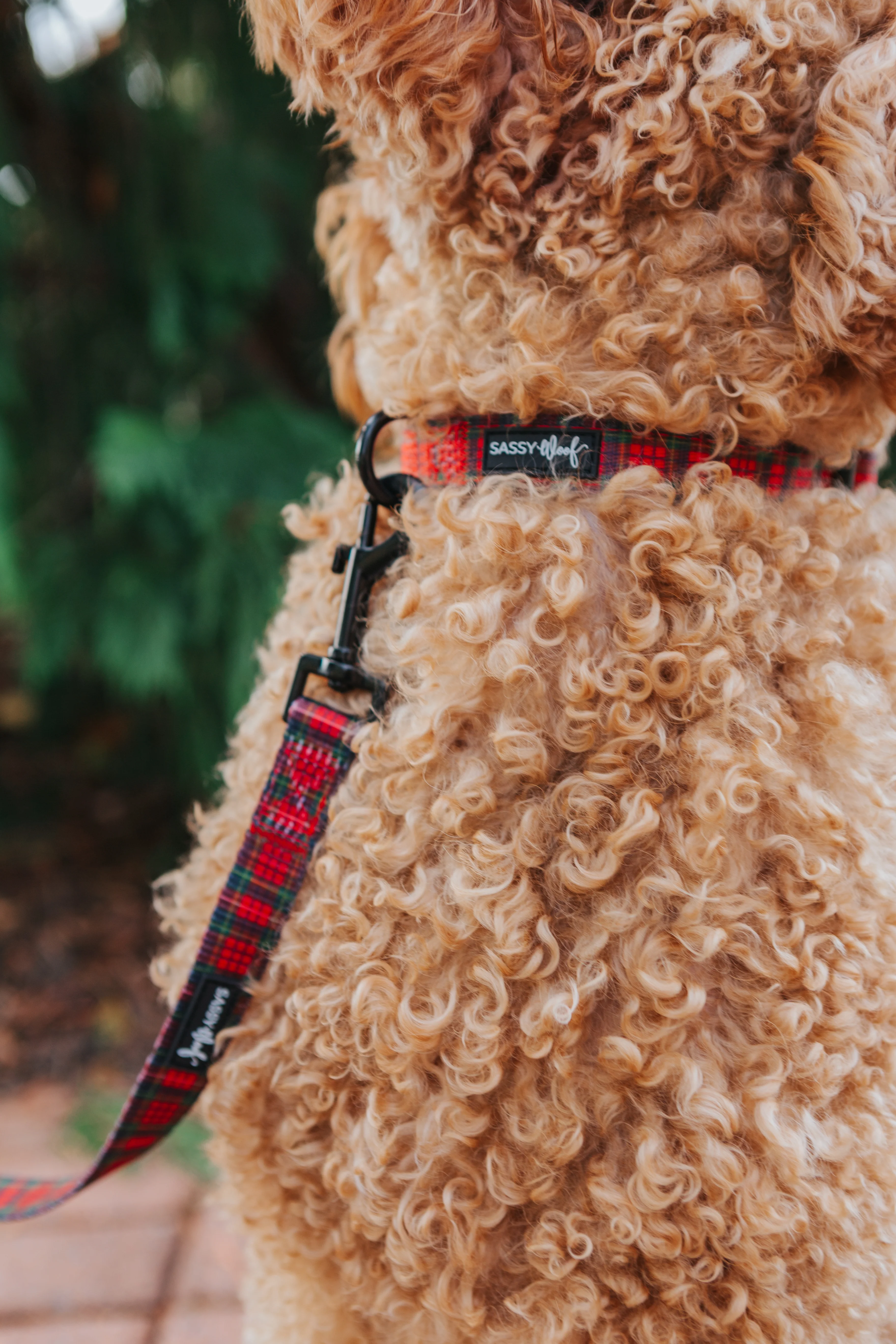 Dog Collar - Deck the Paws - Image 6
