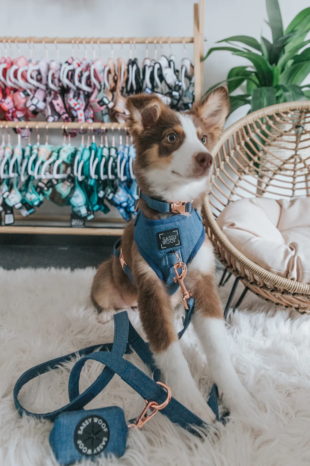 Dog Collar - Denim - Image 9