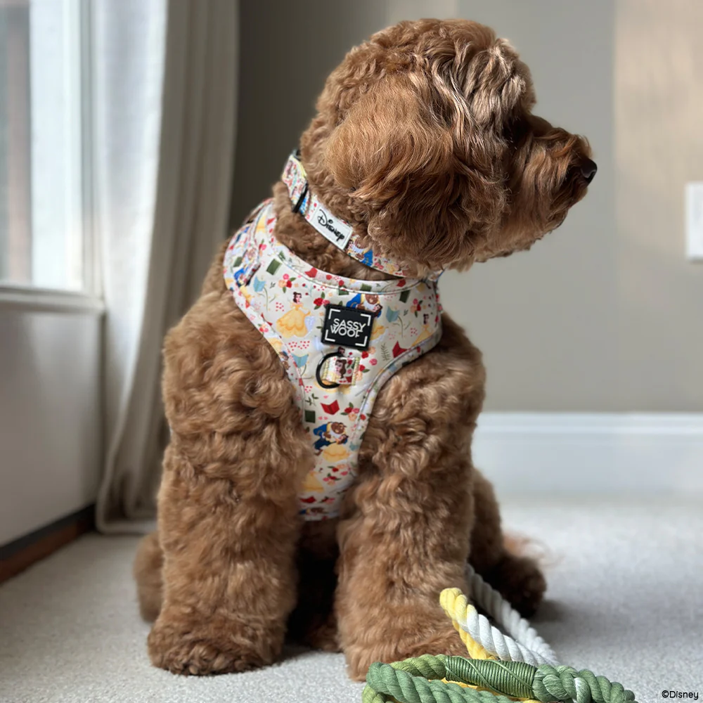 Dog Collar - Disney's Belle - Image 7