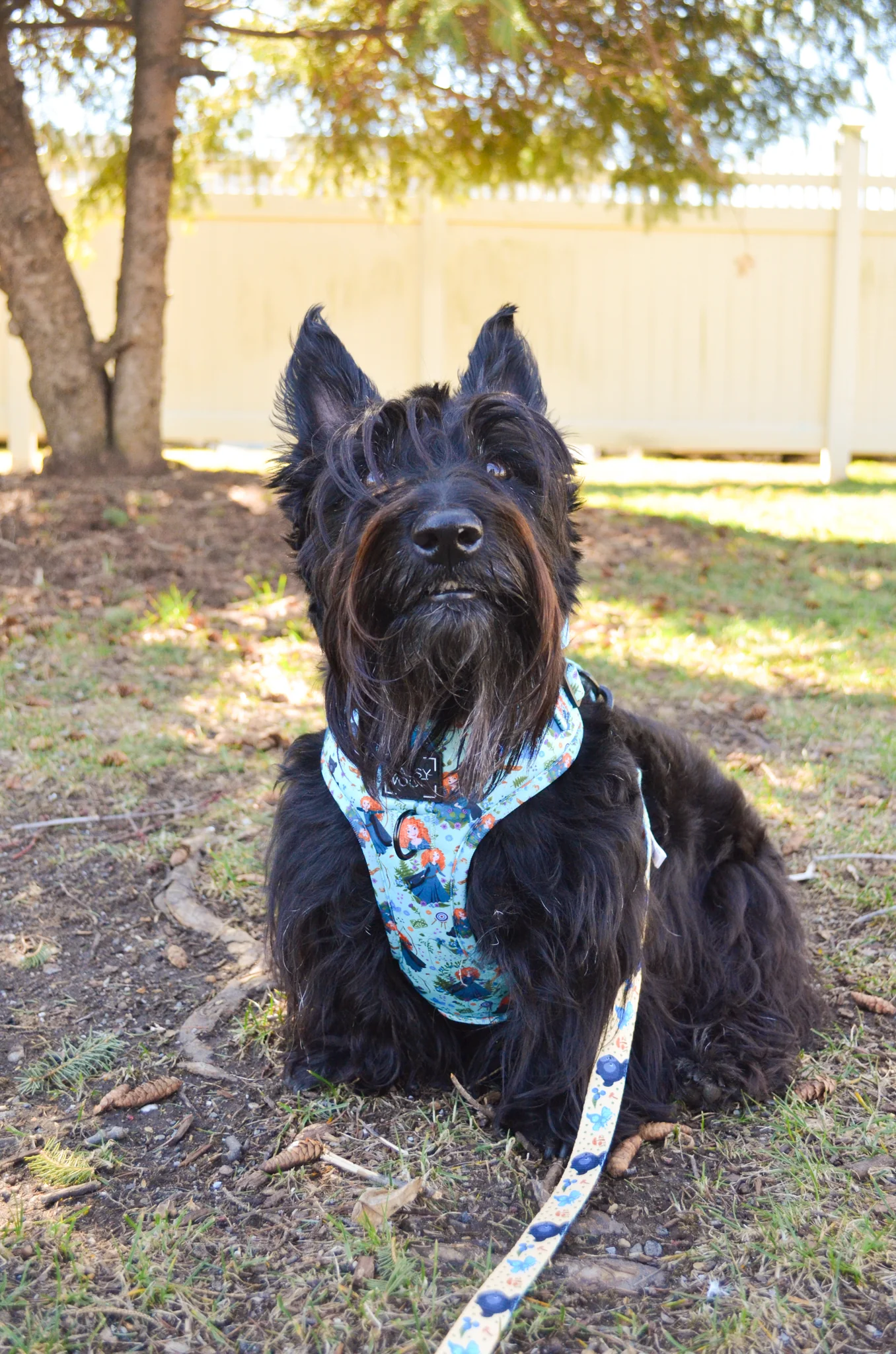 Dog Collar - Disney's Merida - Image 8