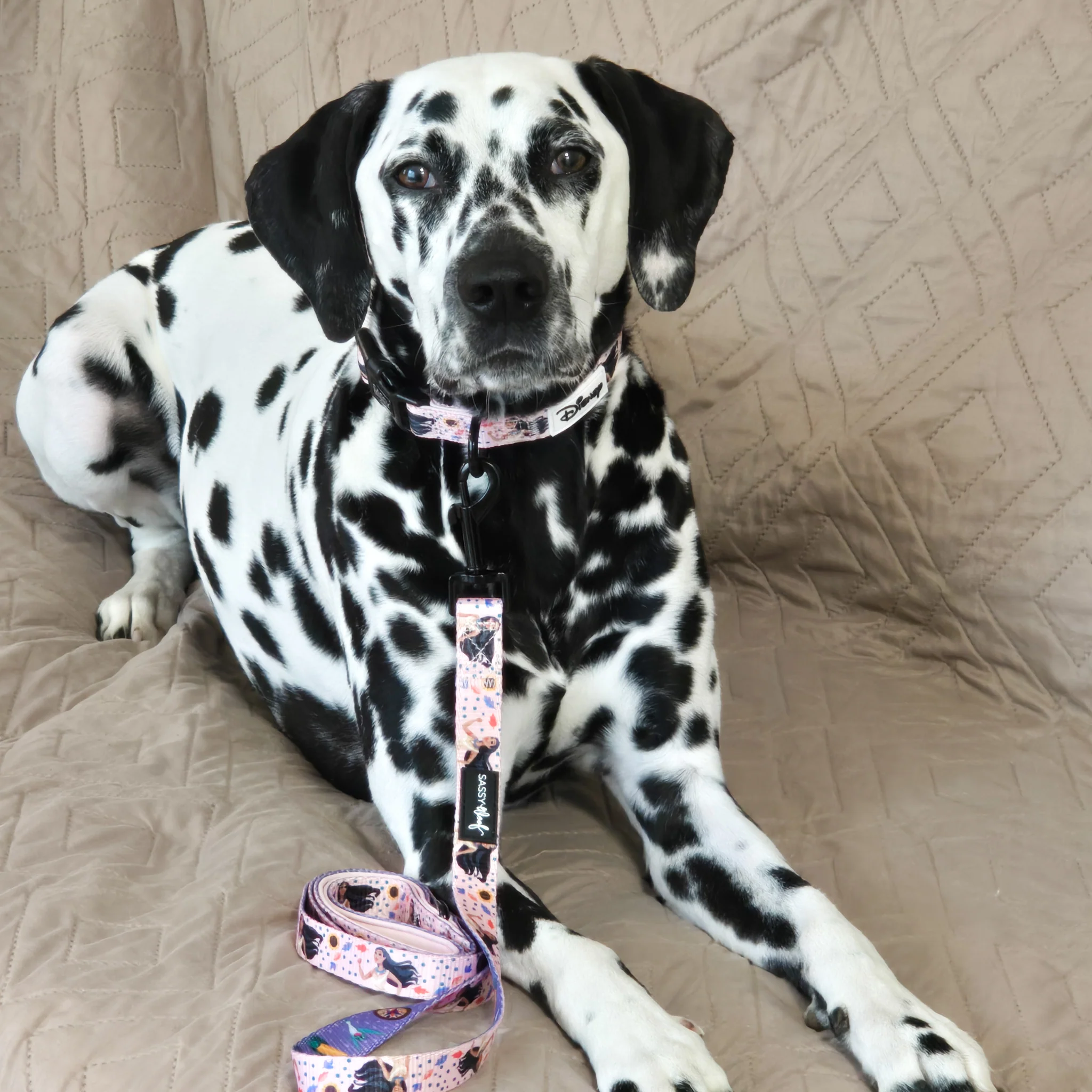 Dog Collar - Disney's Pocahontas - Image 7