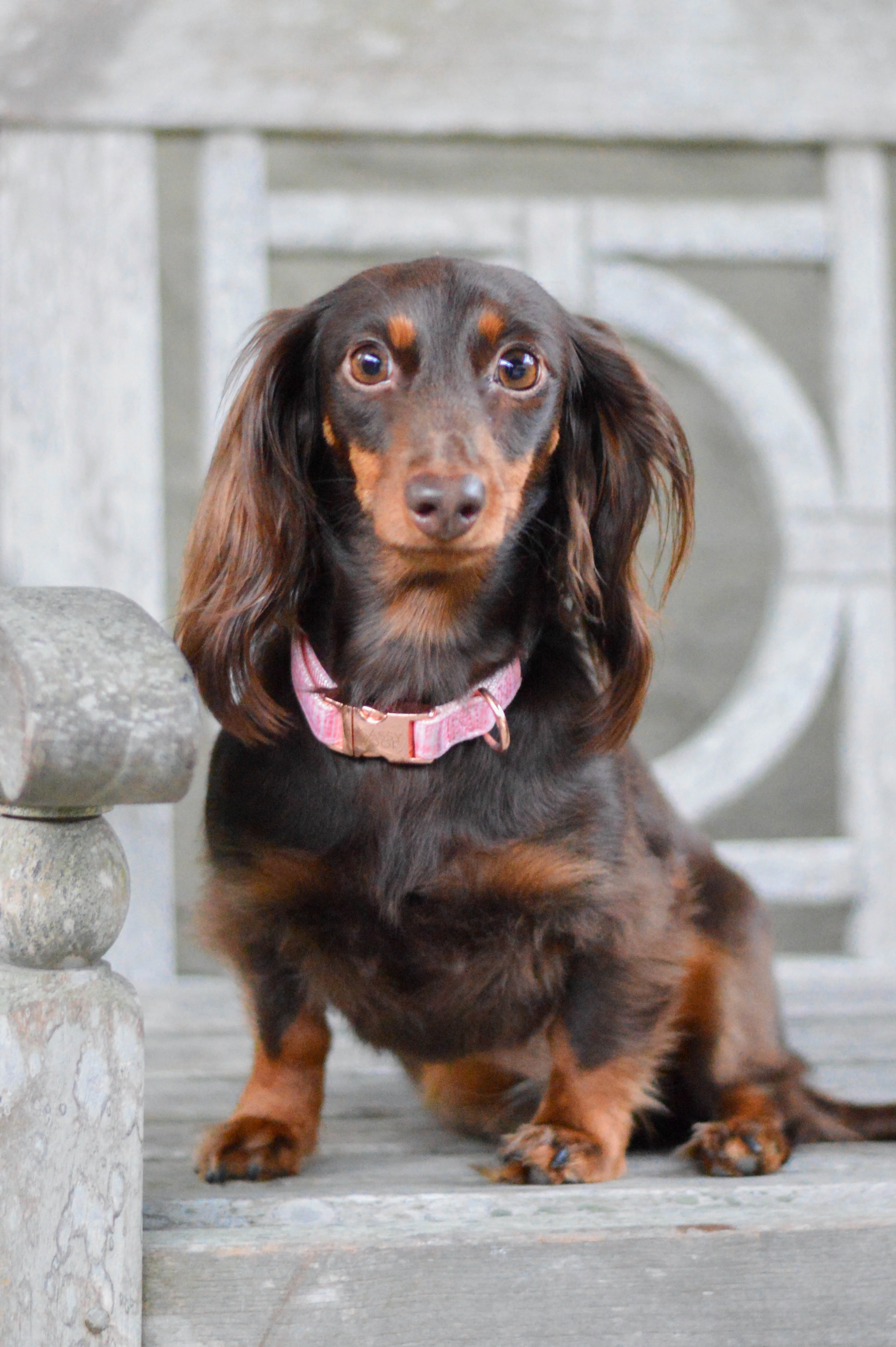 Dog Collar - Dolce Rose - Image 7