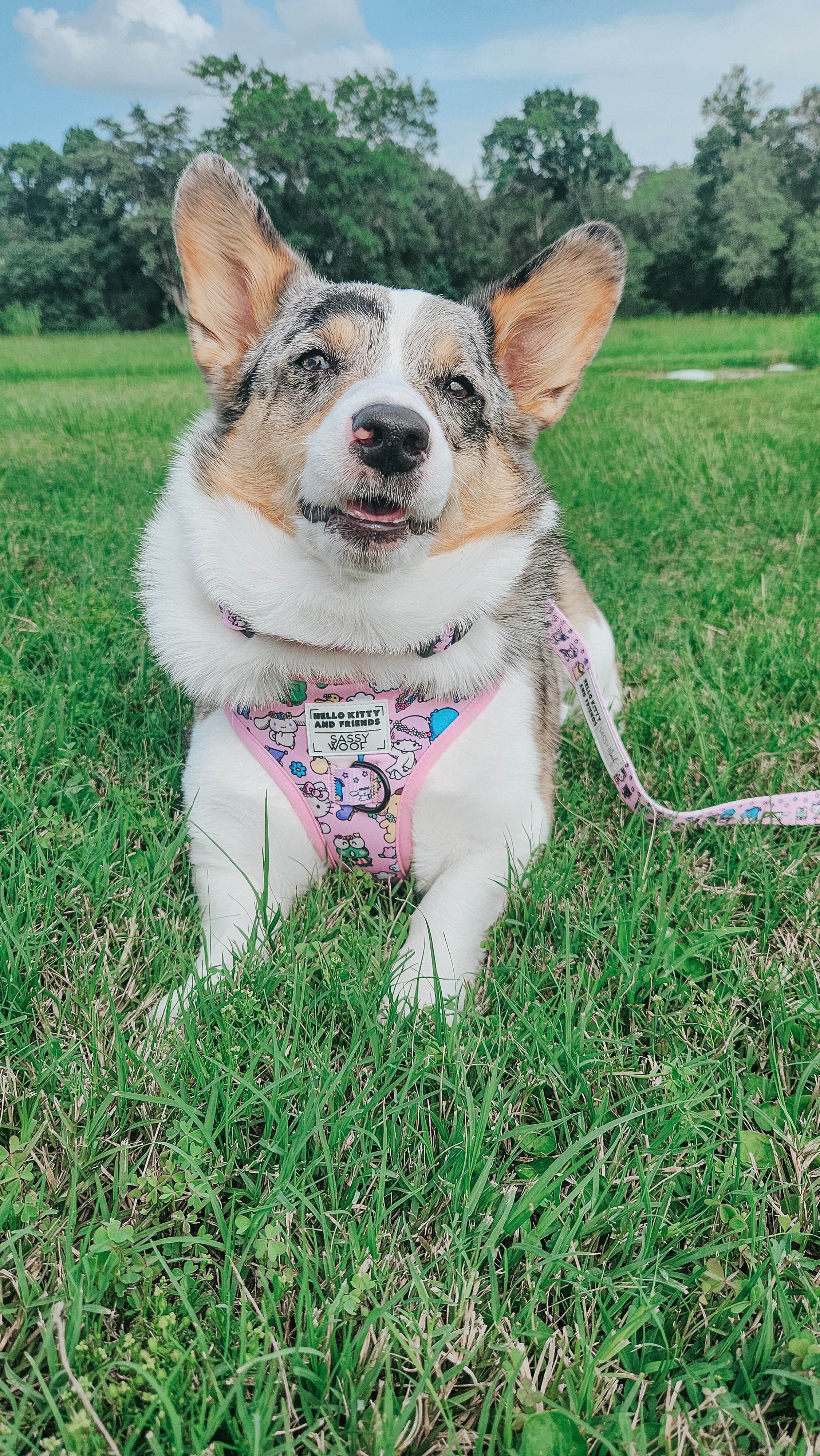 Dog Collar - Hello Kitty® & Friends Flower Festival - Image 6