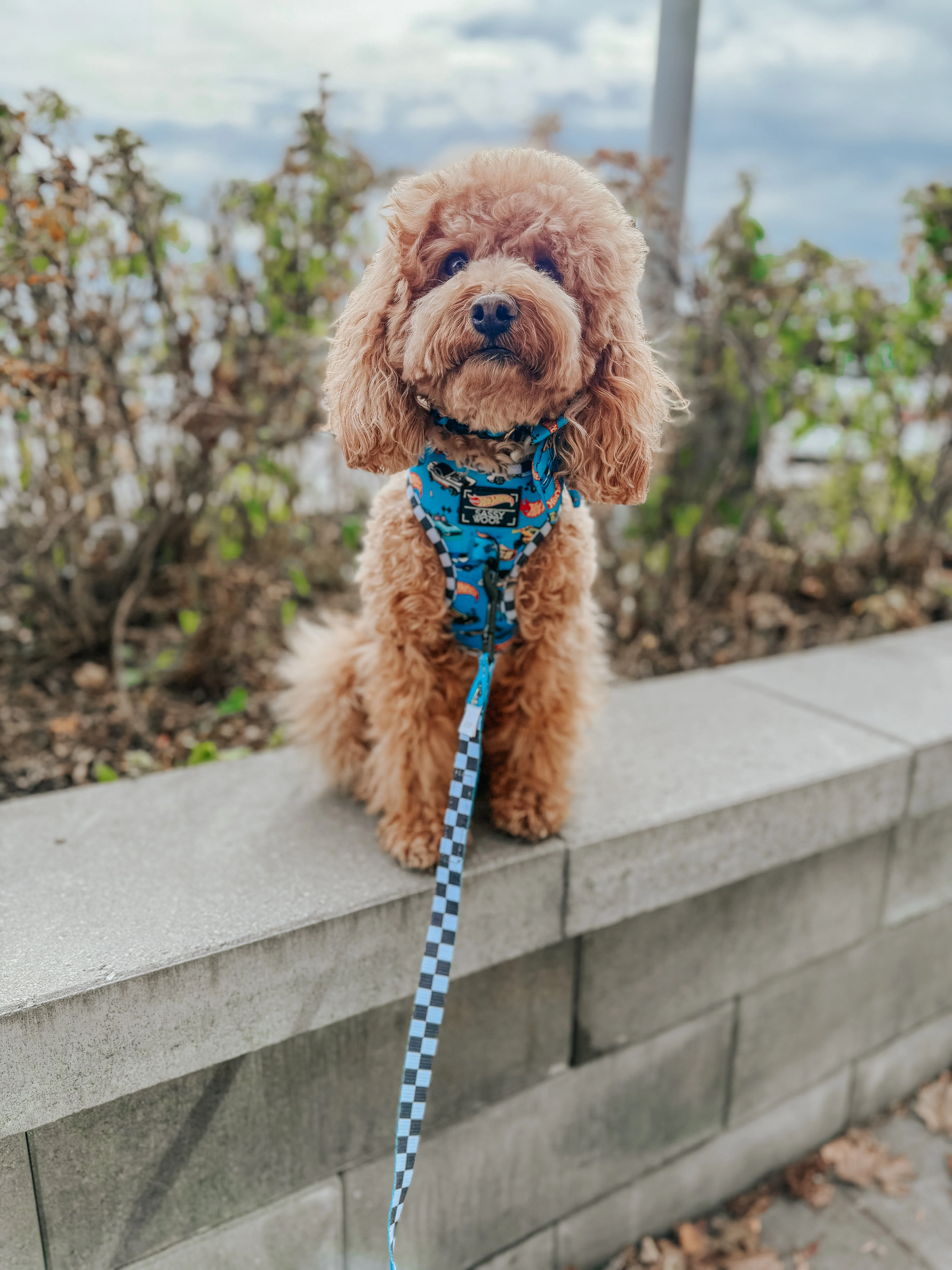 Dog Collar - Hot Wheels™ - Image 15