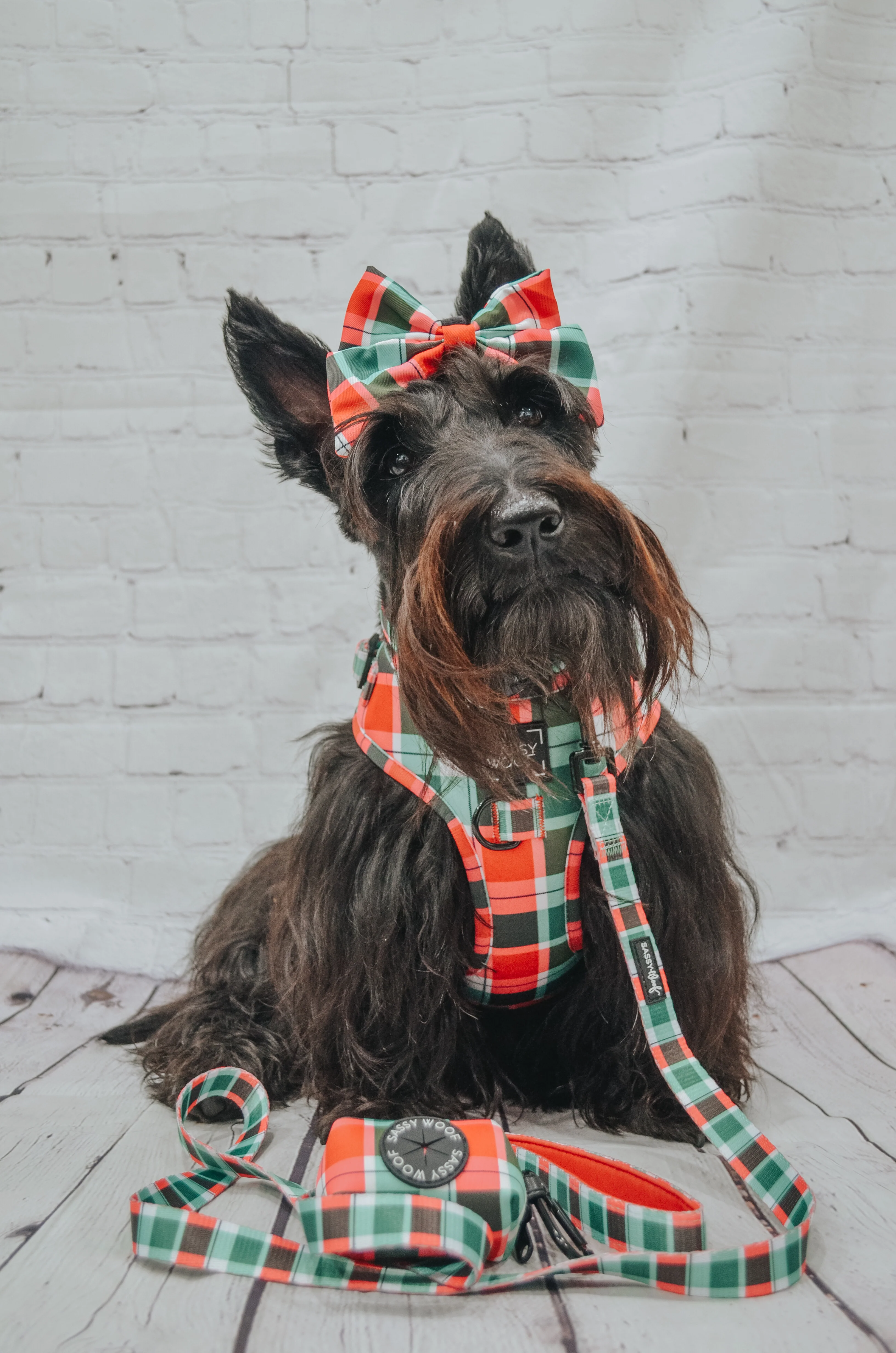 Dog Collar - Jingle Barks - Image 6
