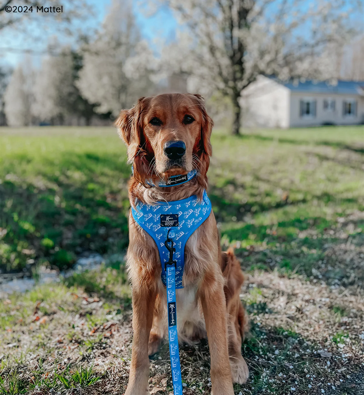 Dog Collar - KEN™ - Image 11