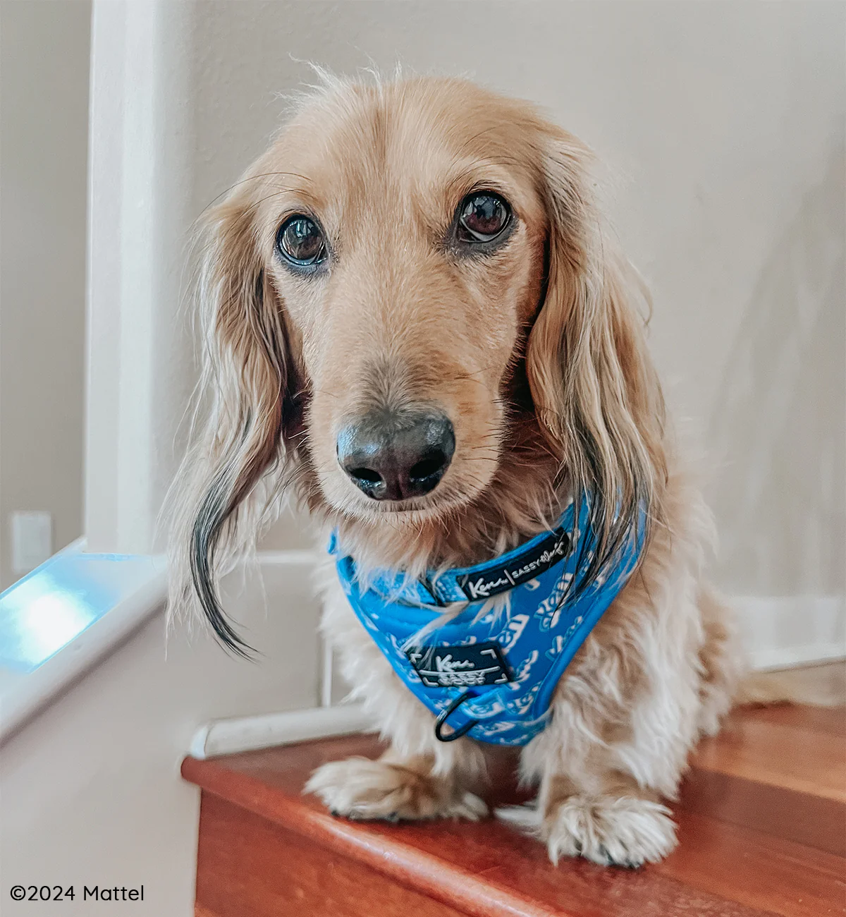 Dog Collar - KEN™ - Image 8