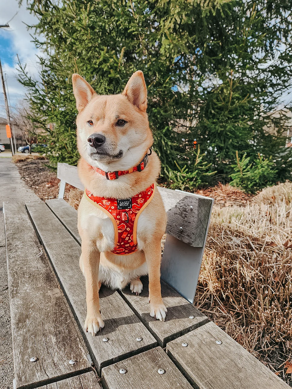 Dog Collar - Lucky Dragon - Image 7