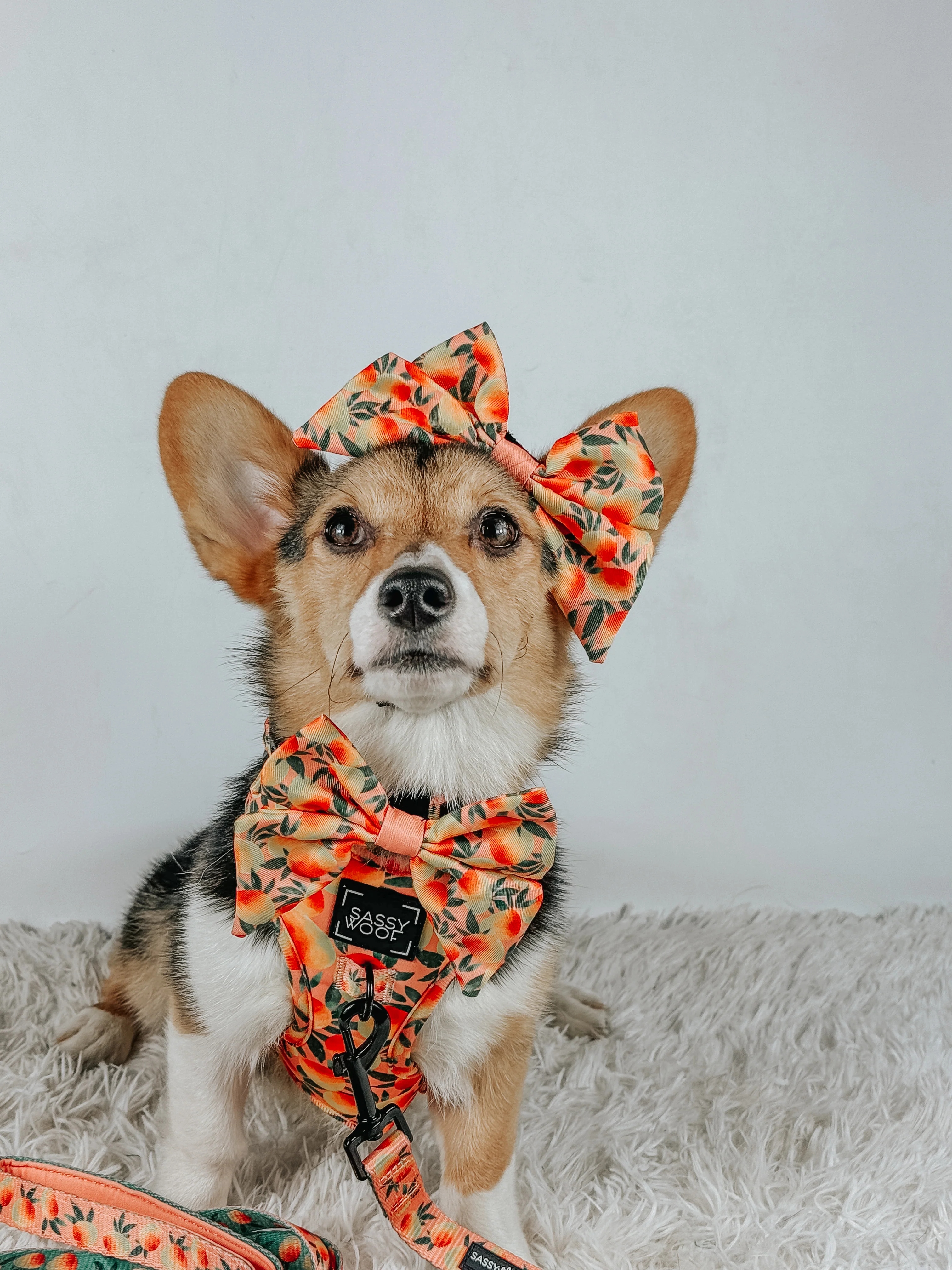 Dog Collar - Mango Tango - Image 7