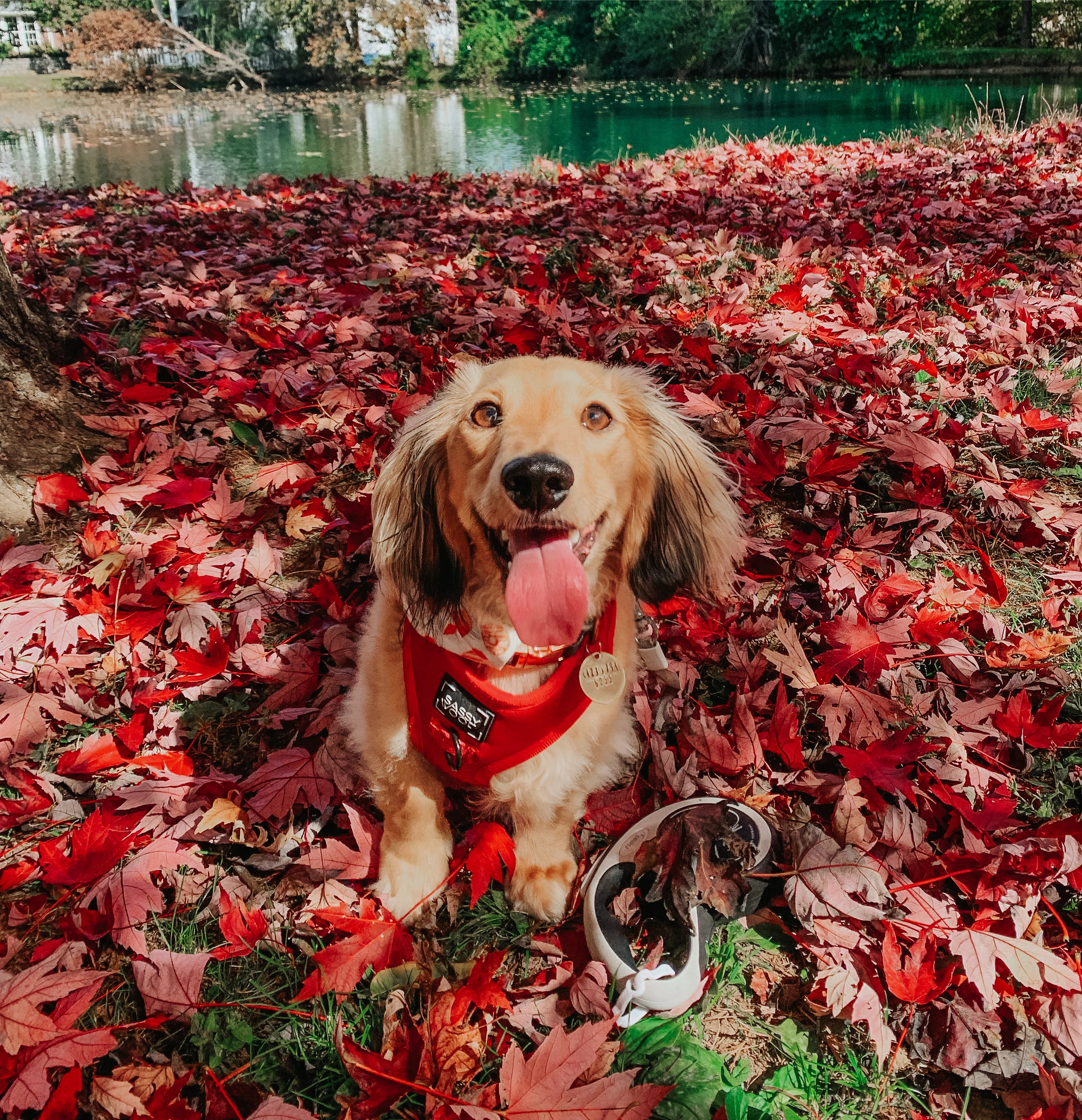 Dog Collar - Merlot - Image 14
