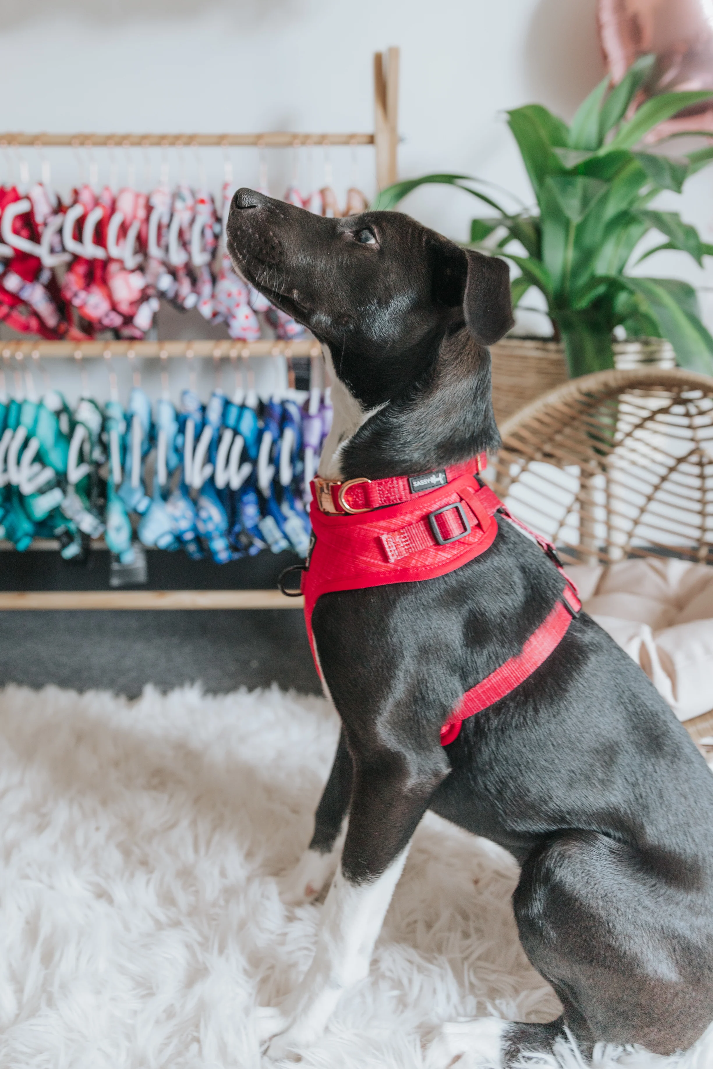 Dog Collar - Merlot - Image 8