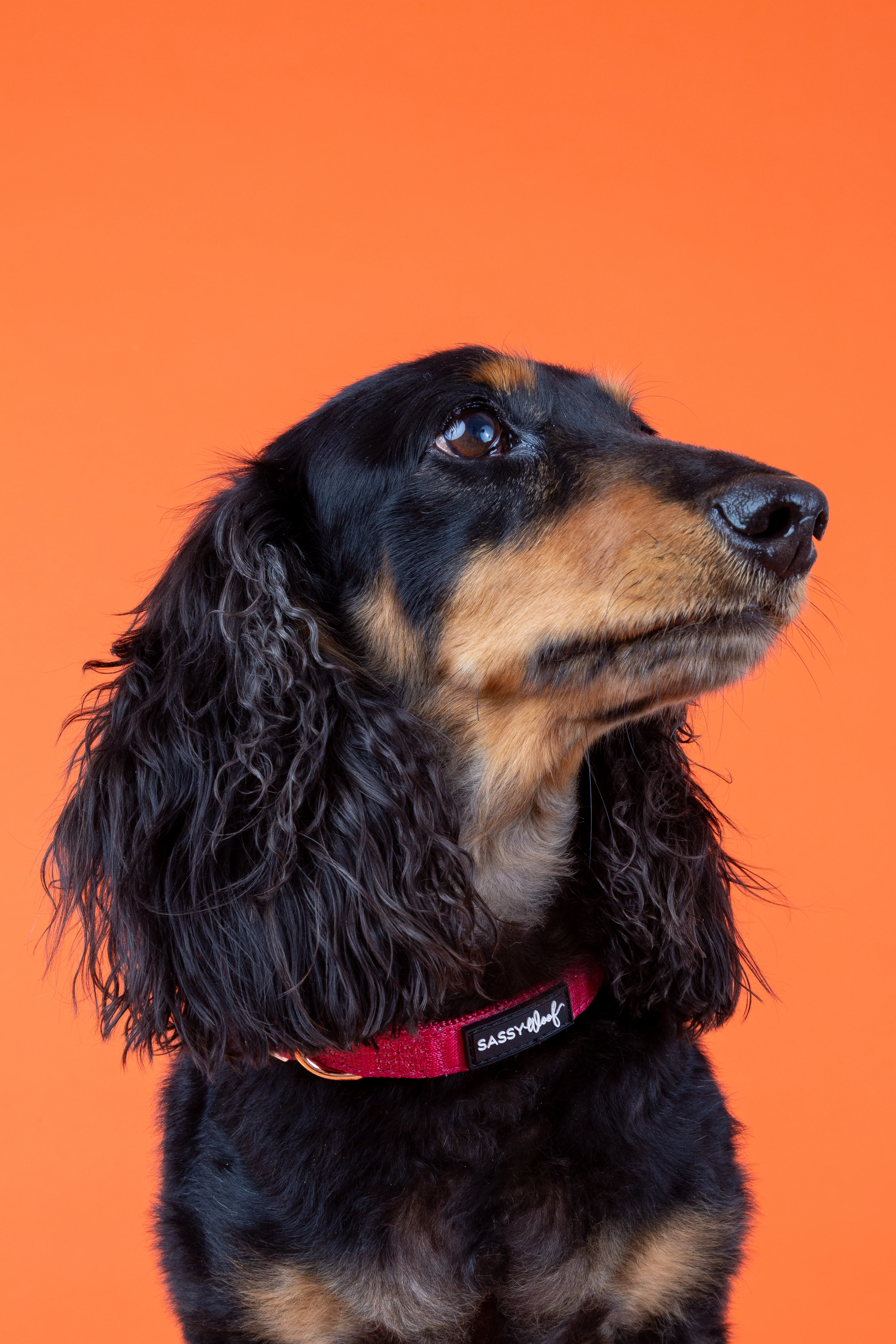 Dog Collar - Merlot - Image 9