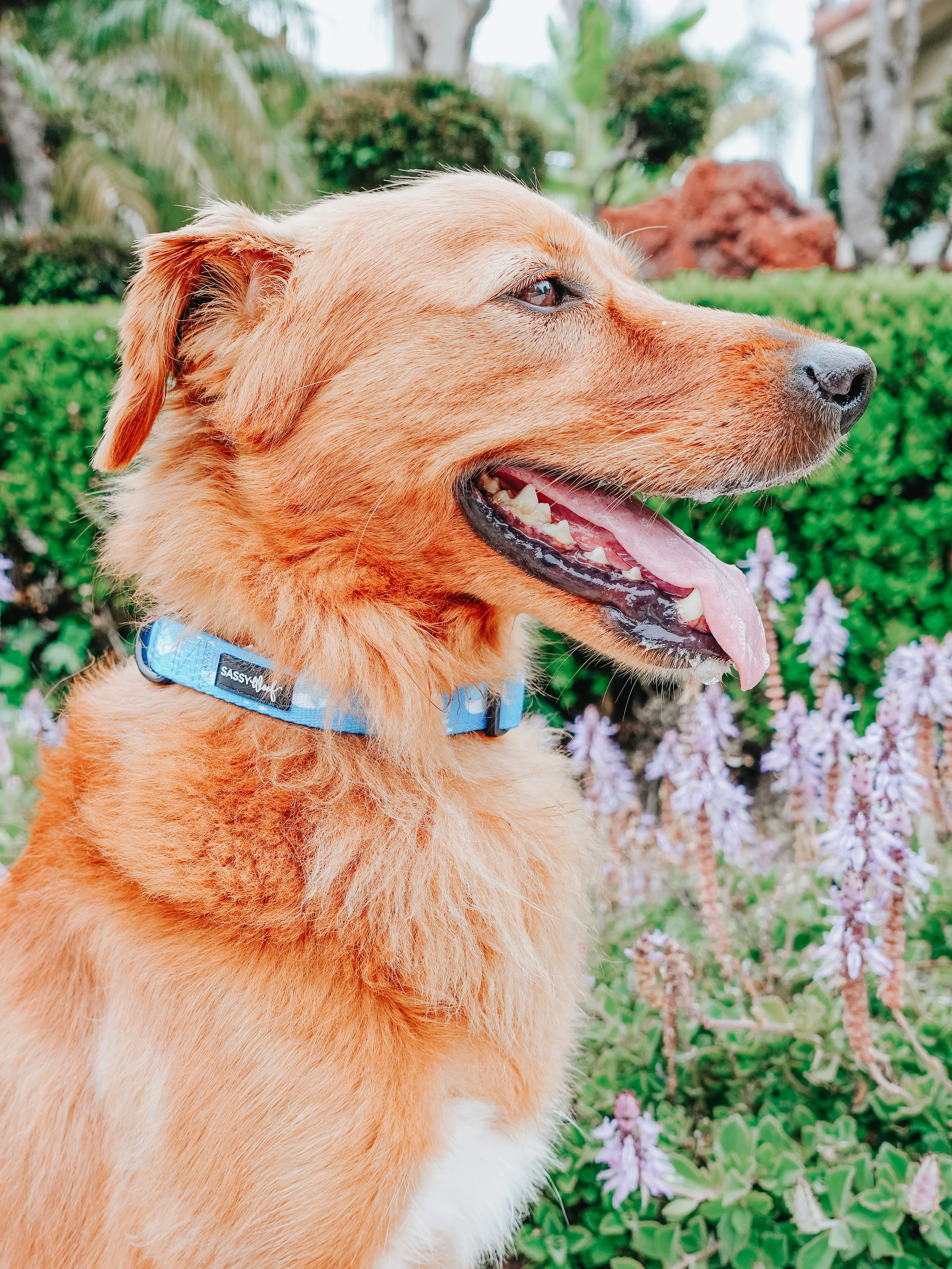 Dog Collar - Might as Whale - Image 7