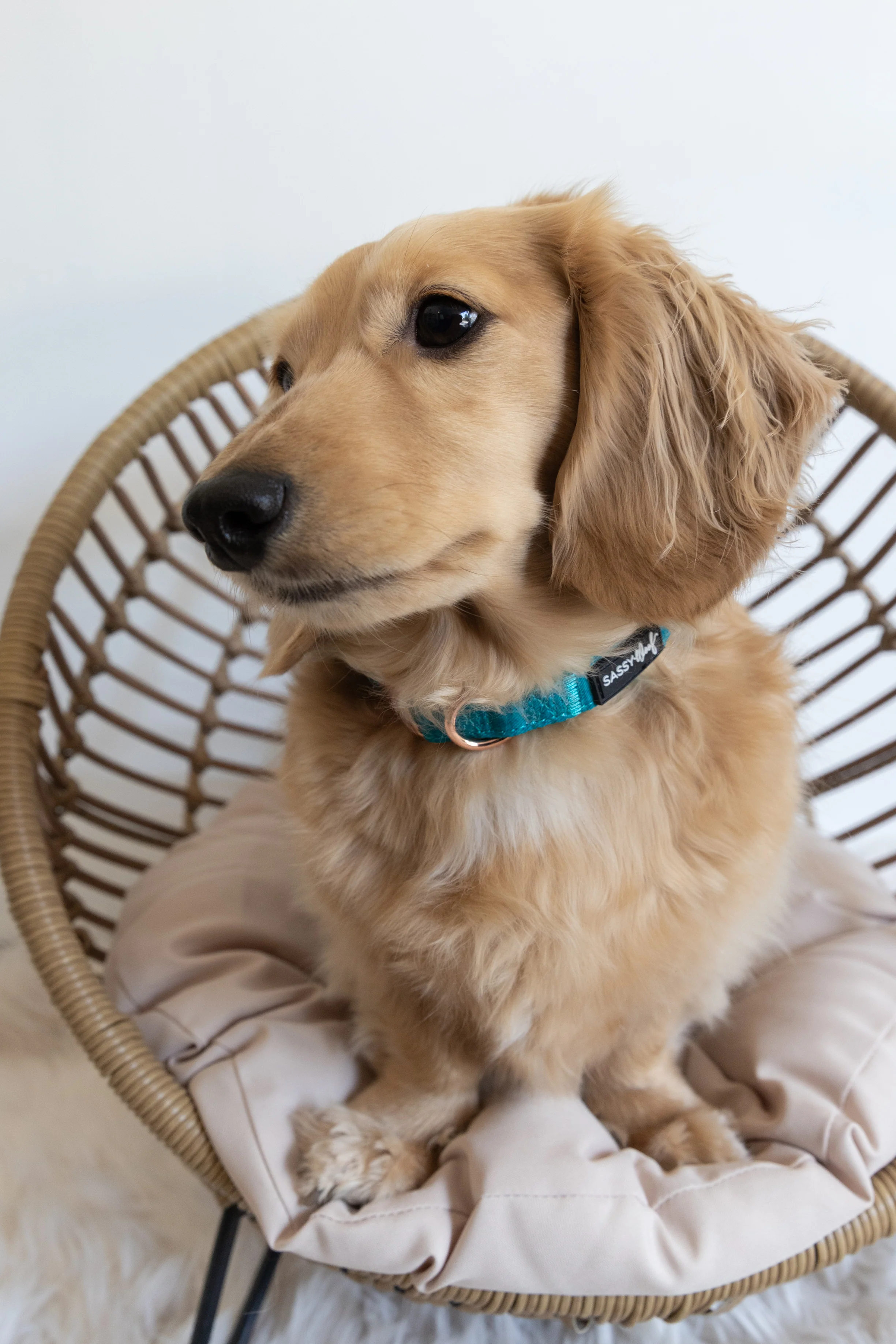 Dog Collar - Napa - Image 6