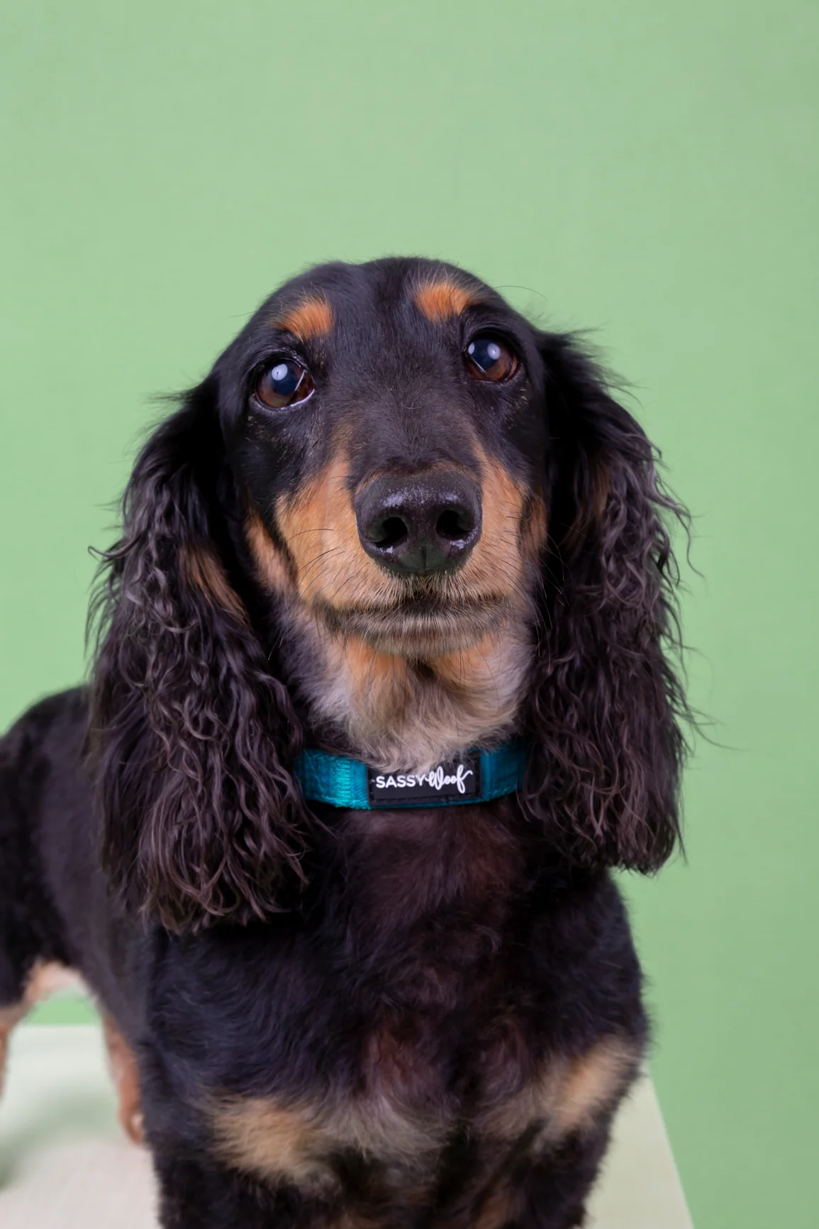 Dog Collar - Napa - Image 9