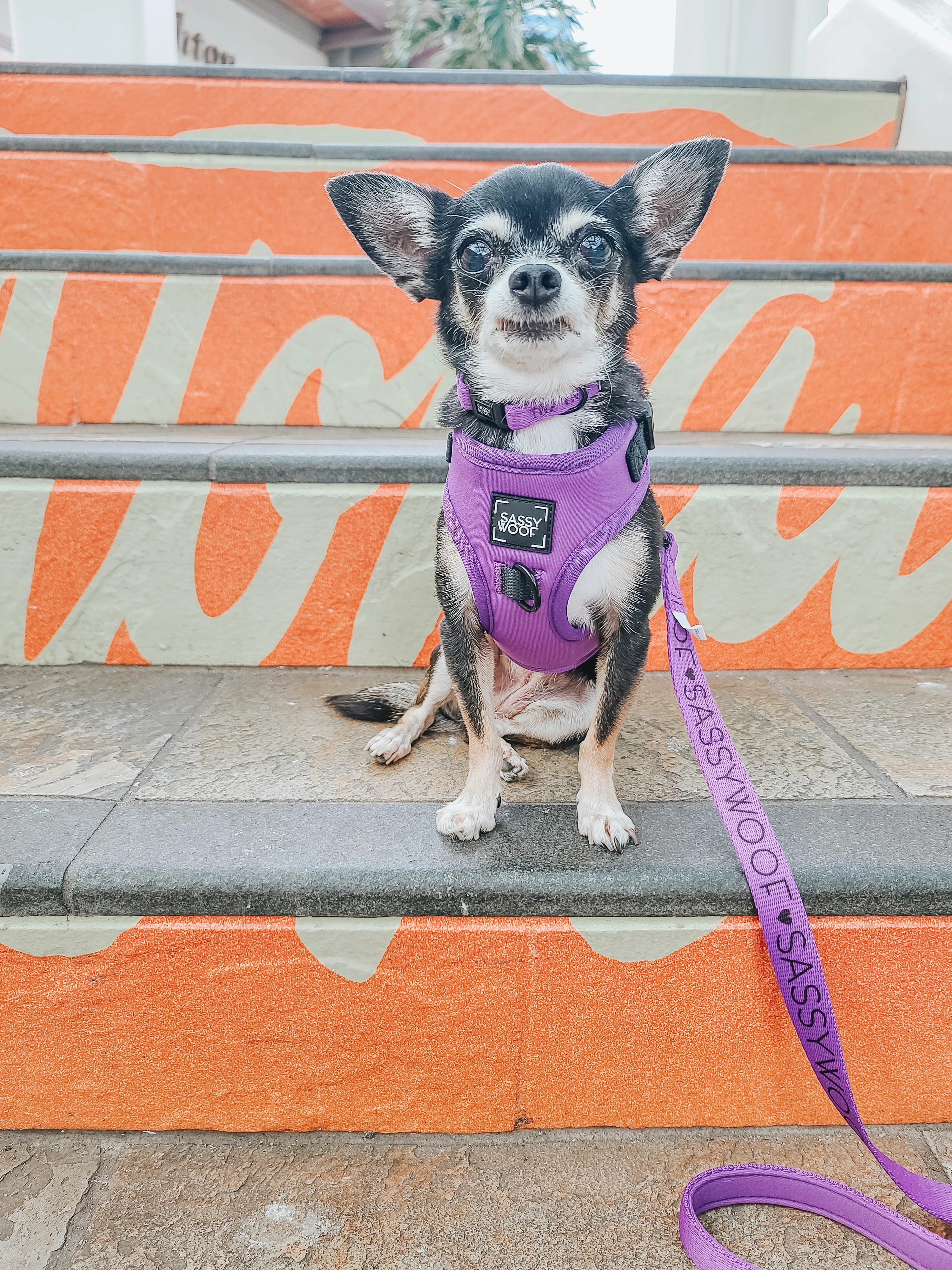 Dog Collar - Neon Purple - Image 9