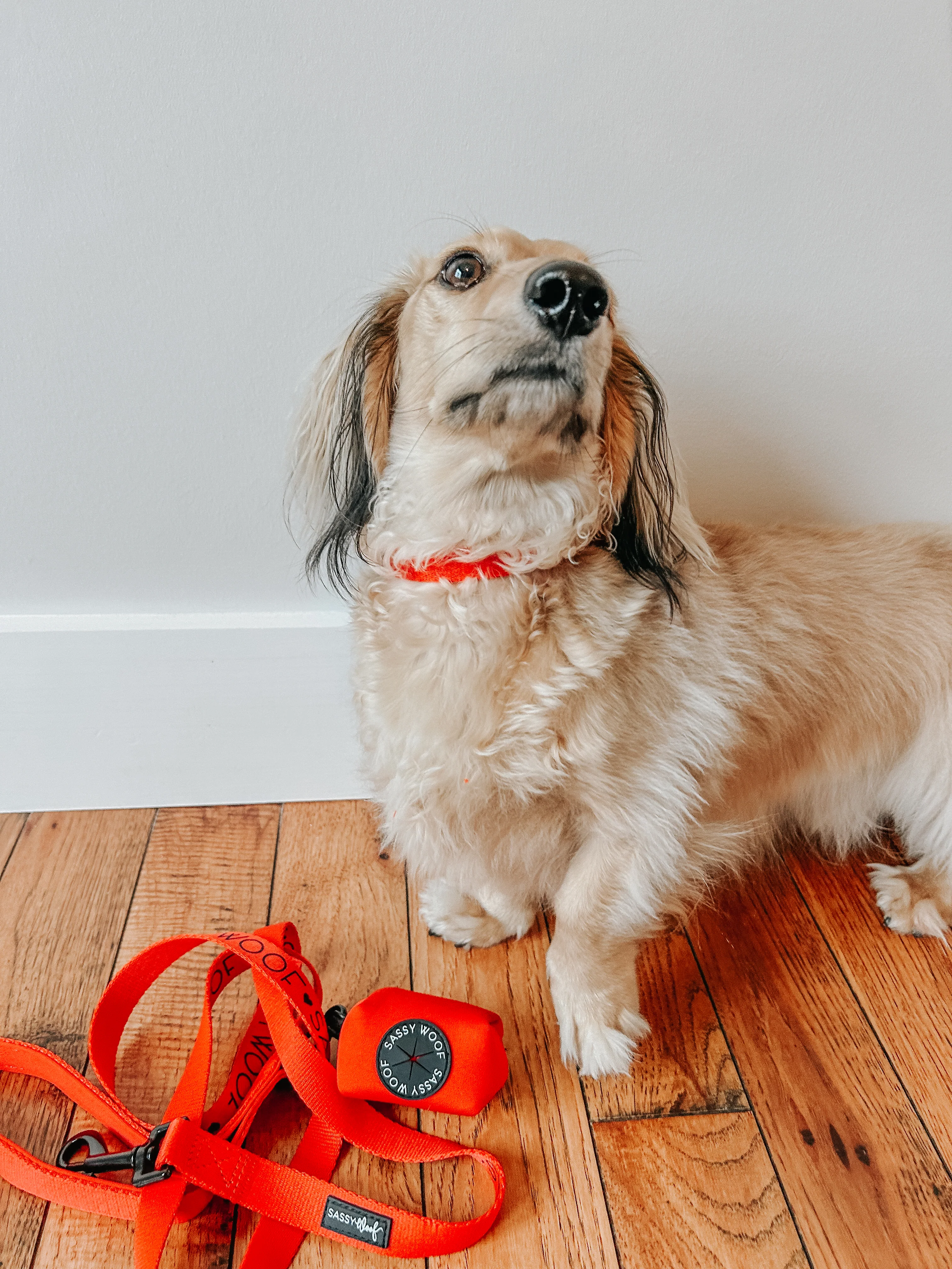 Dog Collar - Neon Red - Image 12