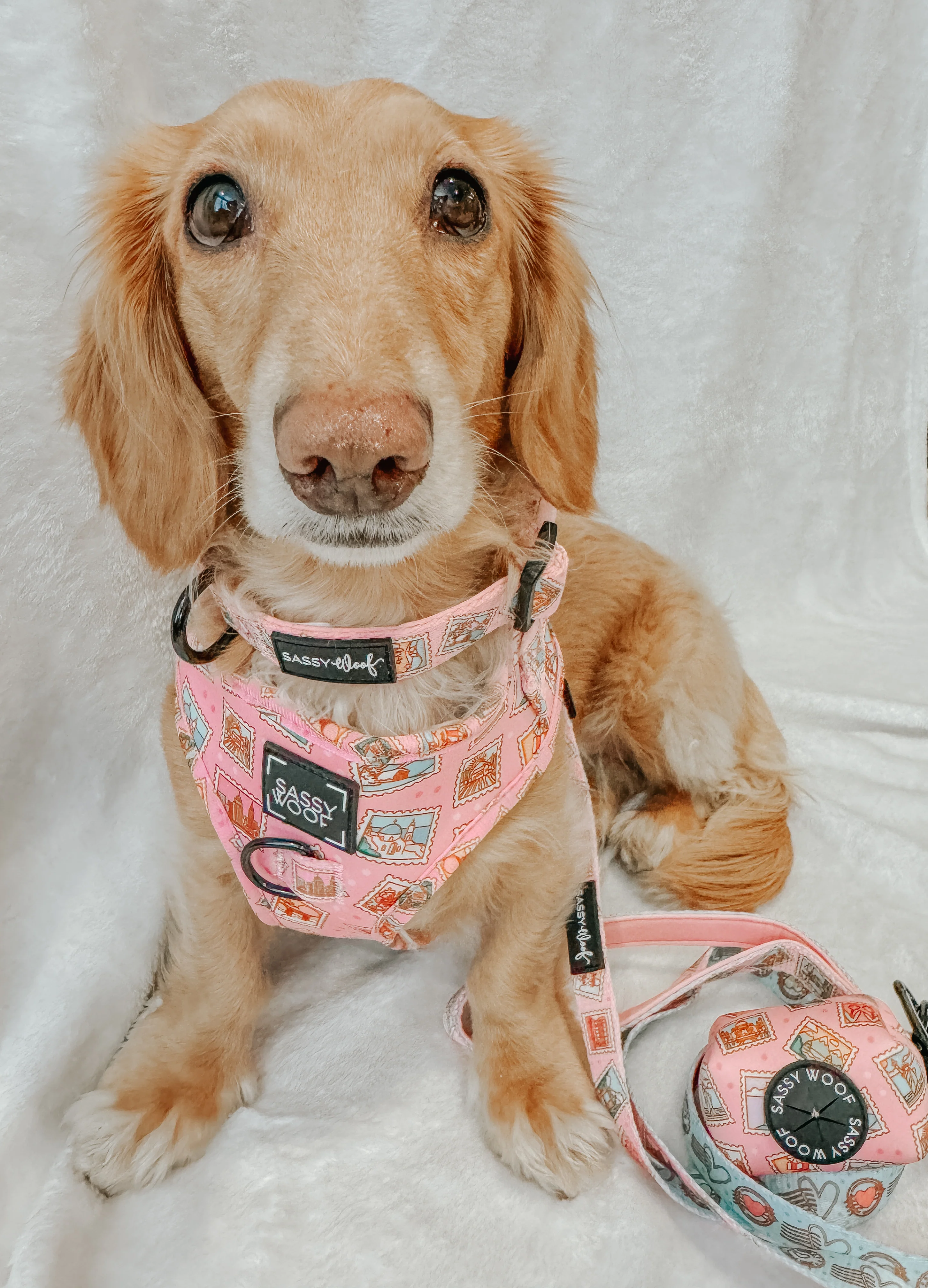 Dog Collar - Out of Office - Image 8