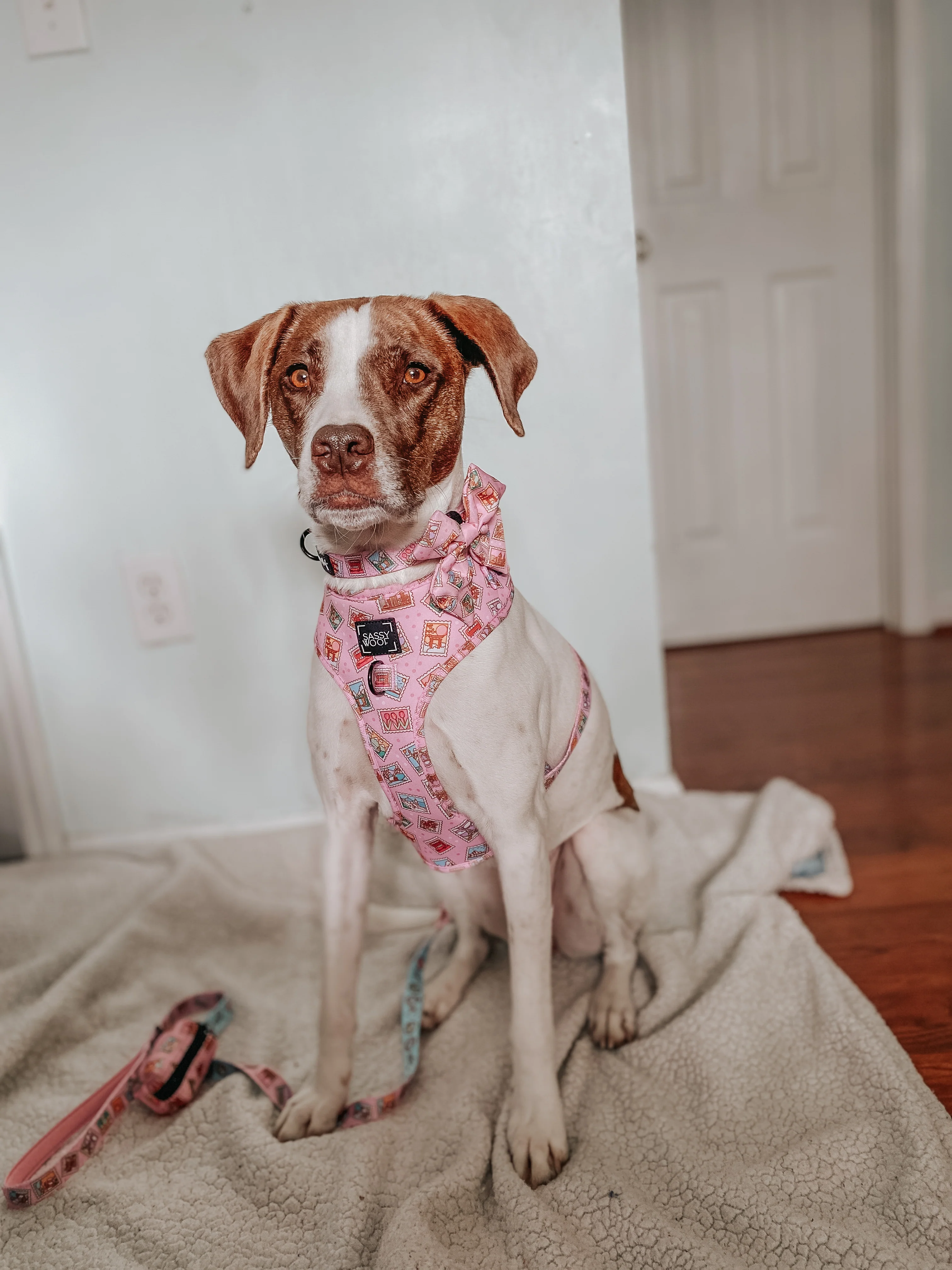Dog Collar - Out of Office - Image 9