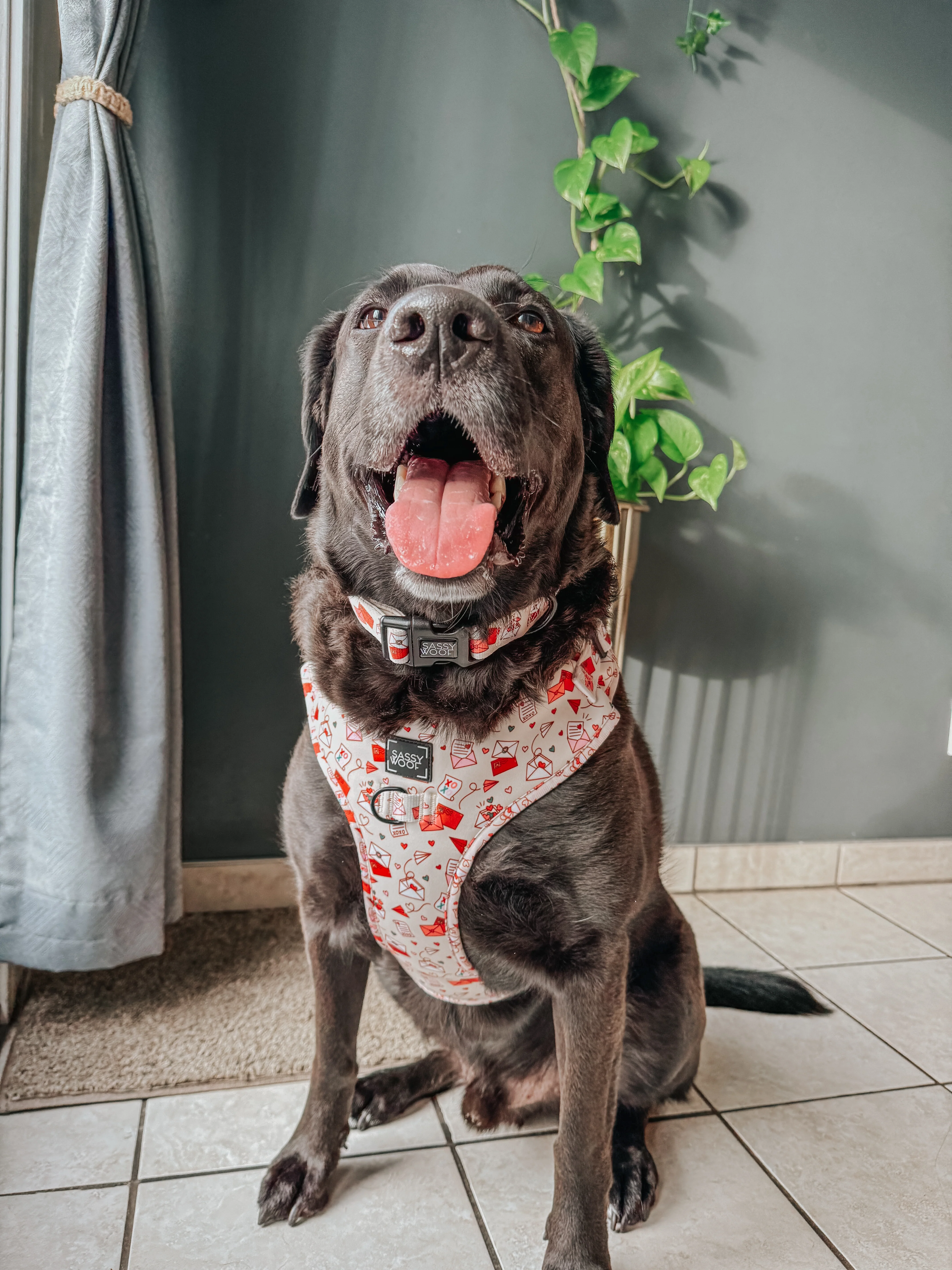 Dog Collar - P.S. I Woof You - Image 7