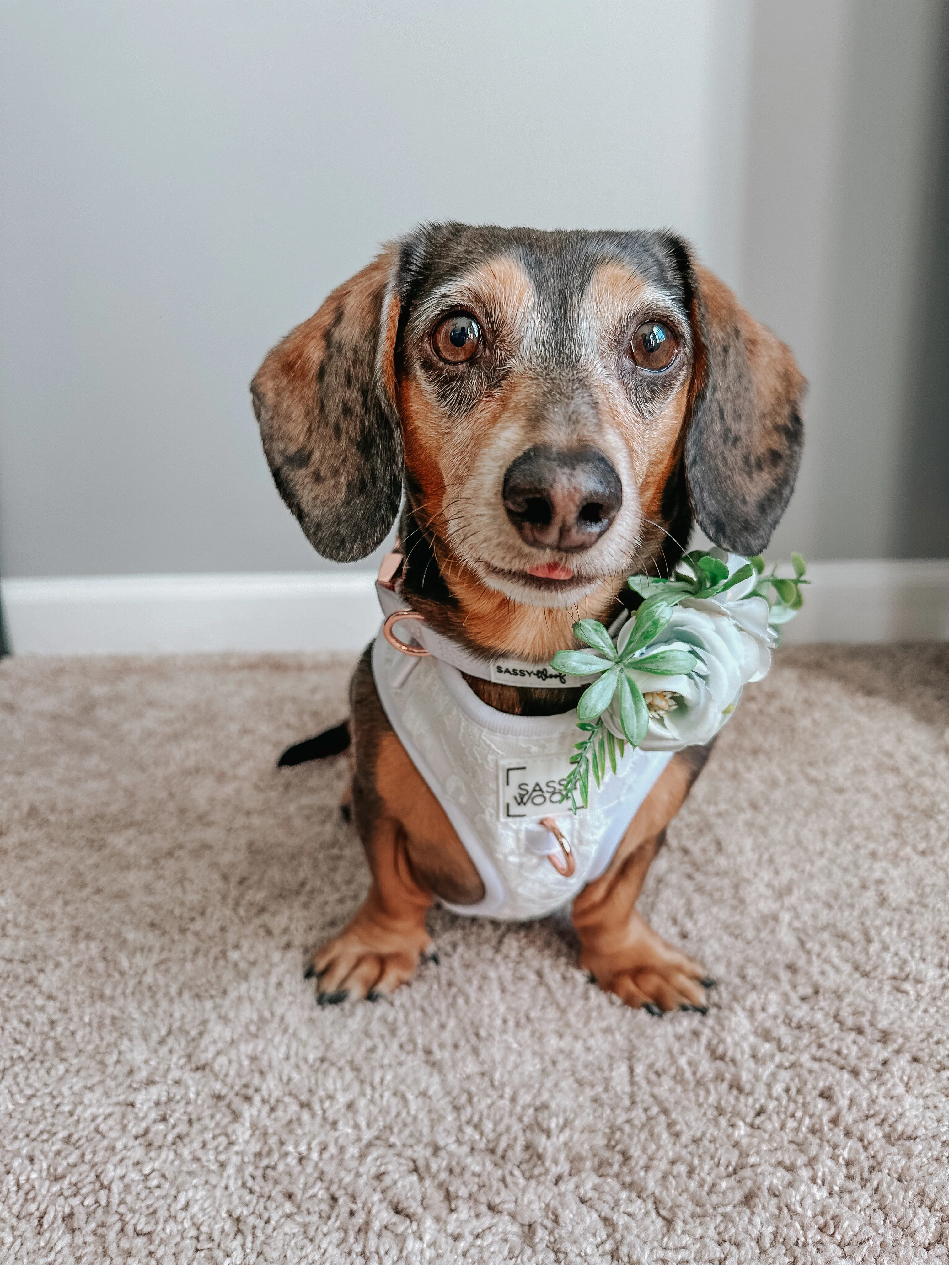 Dog Collar - Pup of Honor - Image 7