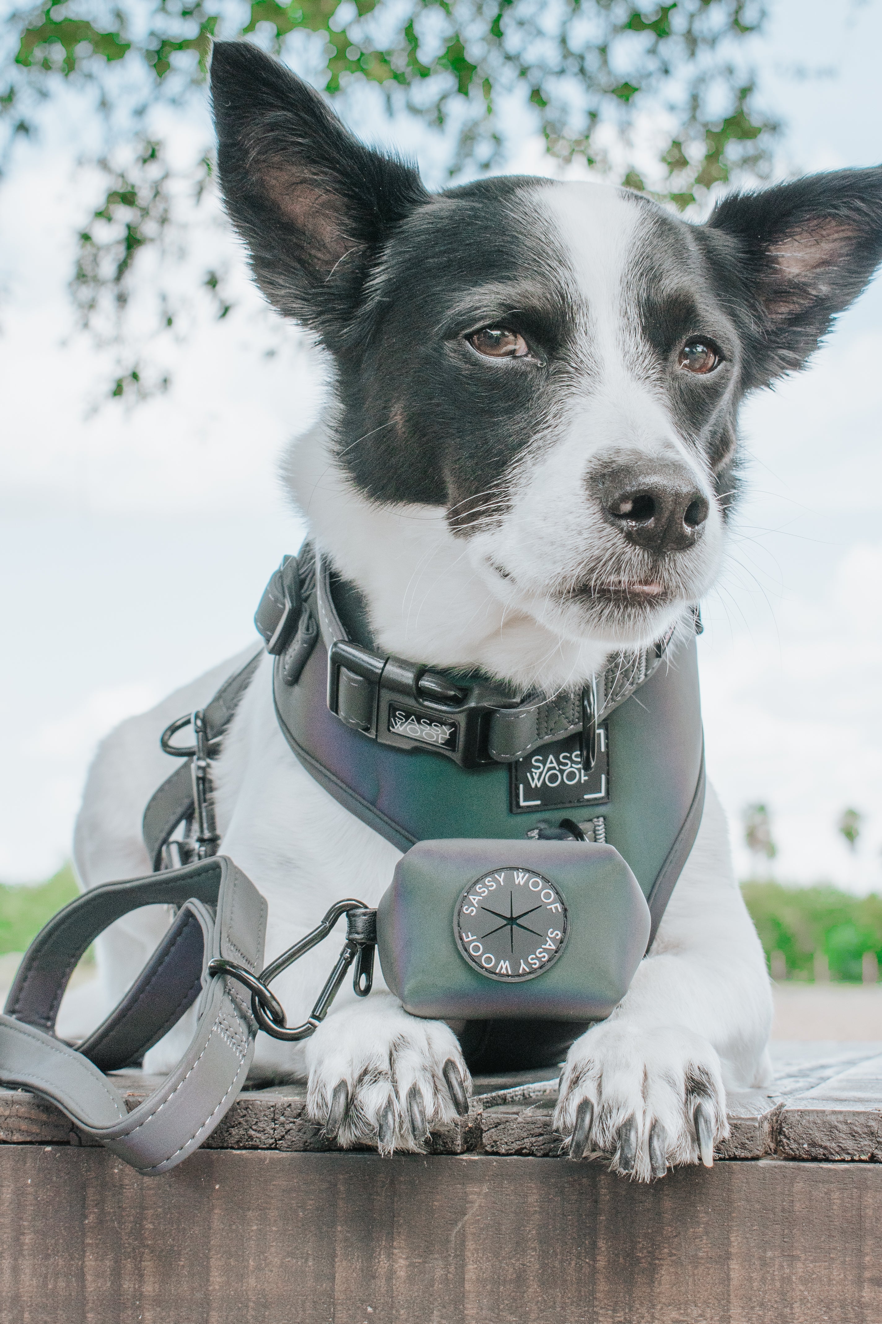Dog Collar - Reflection - Image 8