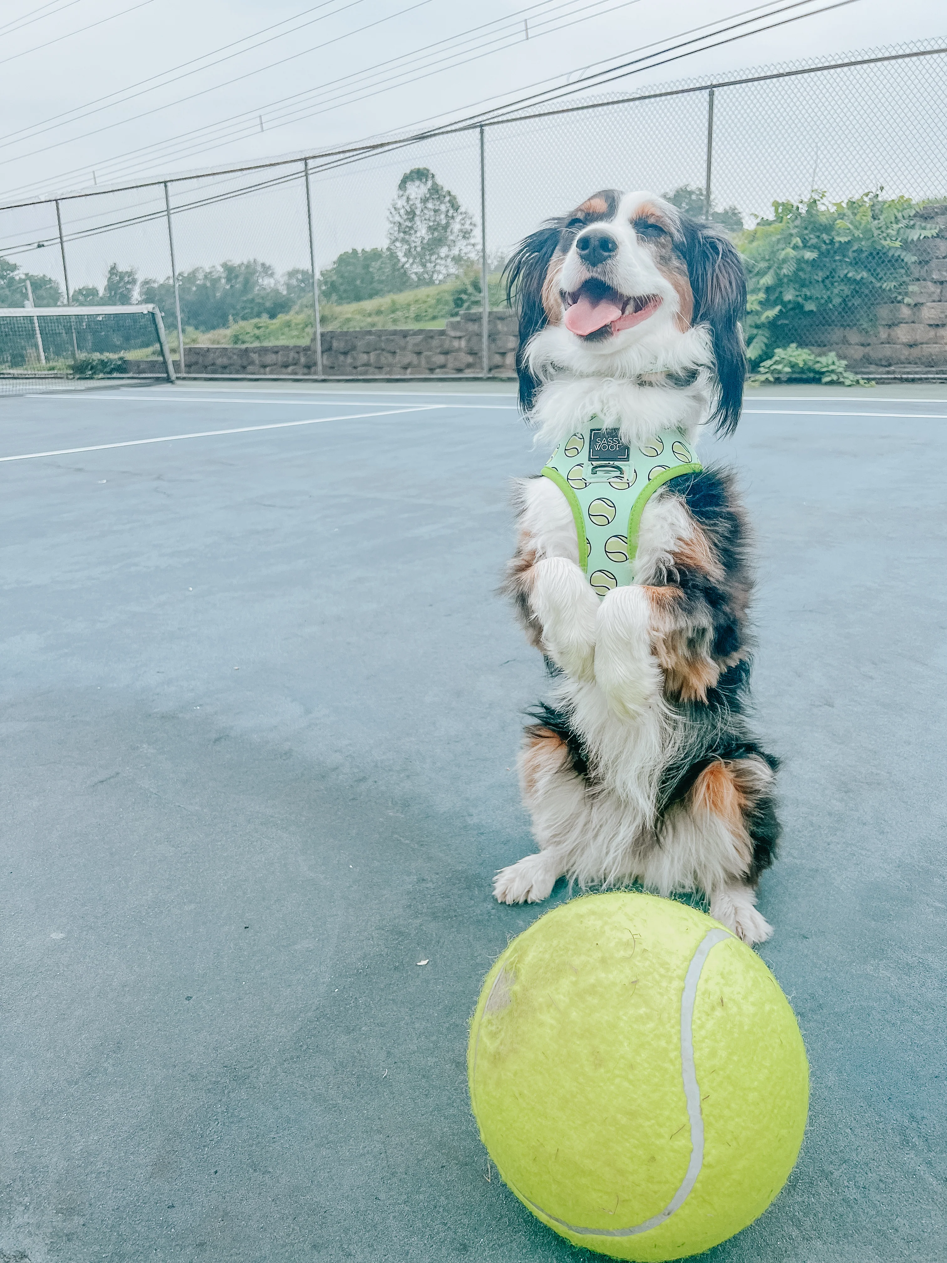 Dog Collar - Serving Up Sass - Image 8