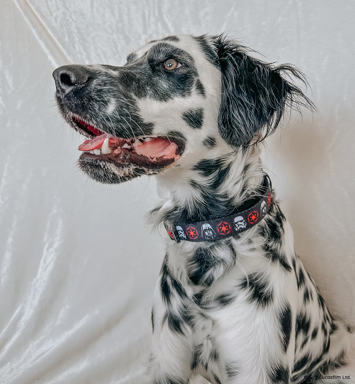 Dog Collar - STAR WARS™ The Dark Side - Image 8