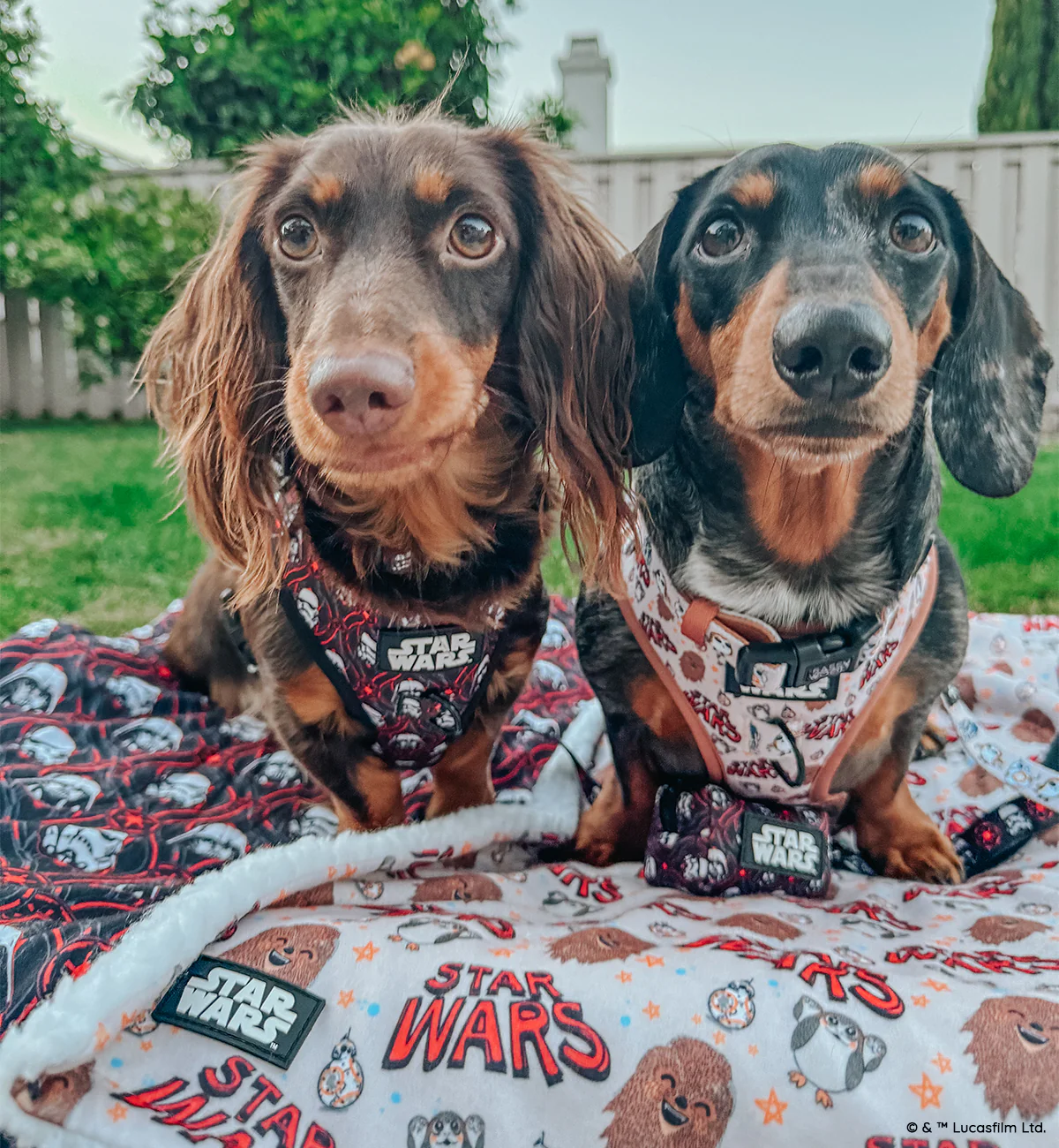 Dog Collar - STAR WARS™ The Rebel Alliance - Image 9