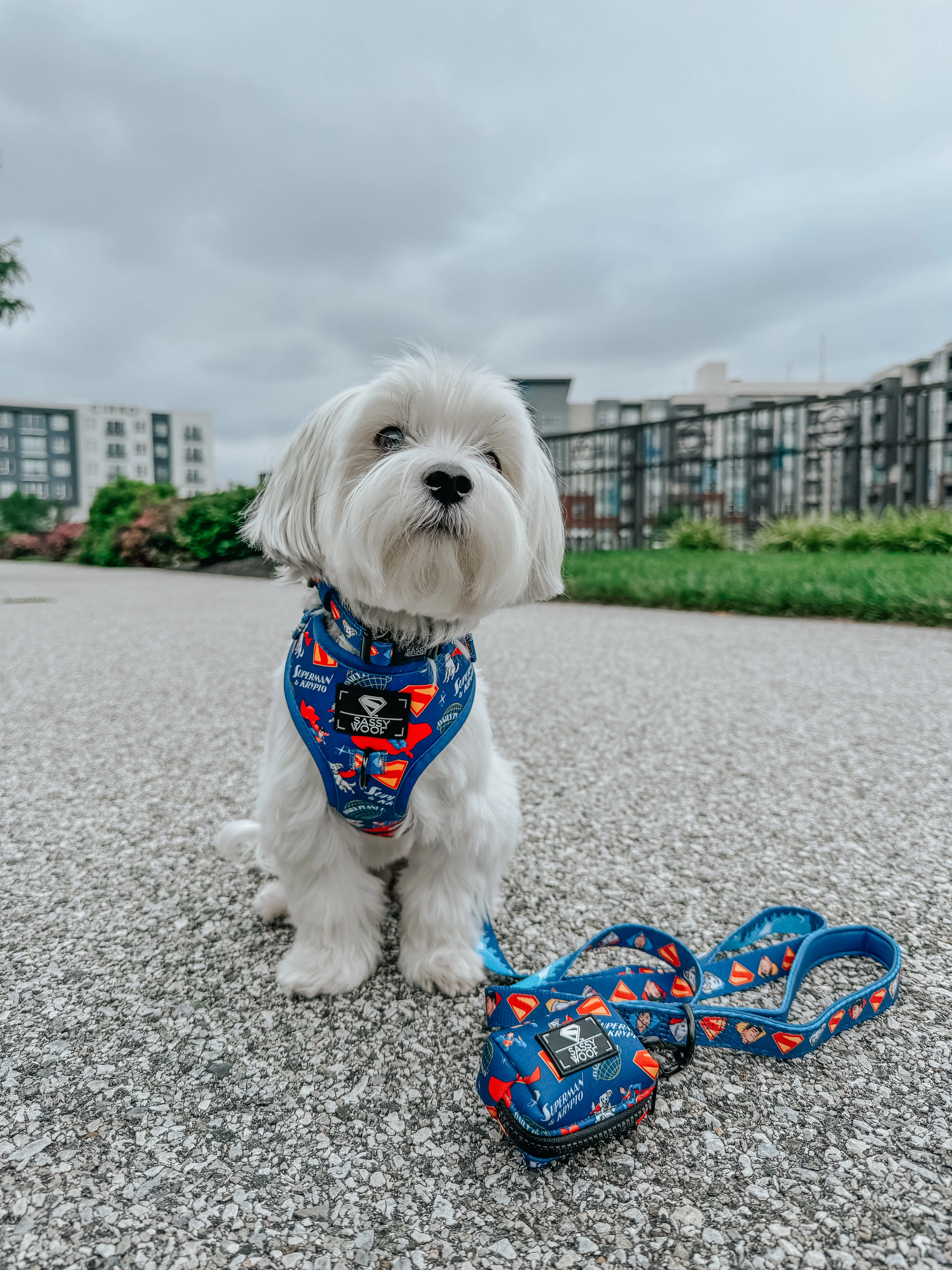 Dog Collar - Superman™ & Krypto™ - Image 5