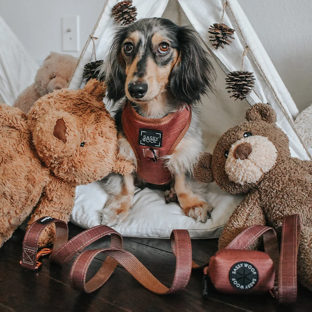 Dog Collar - Teddy - Image 9