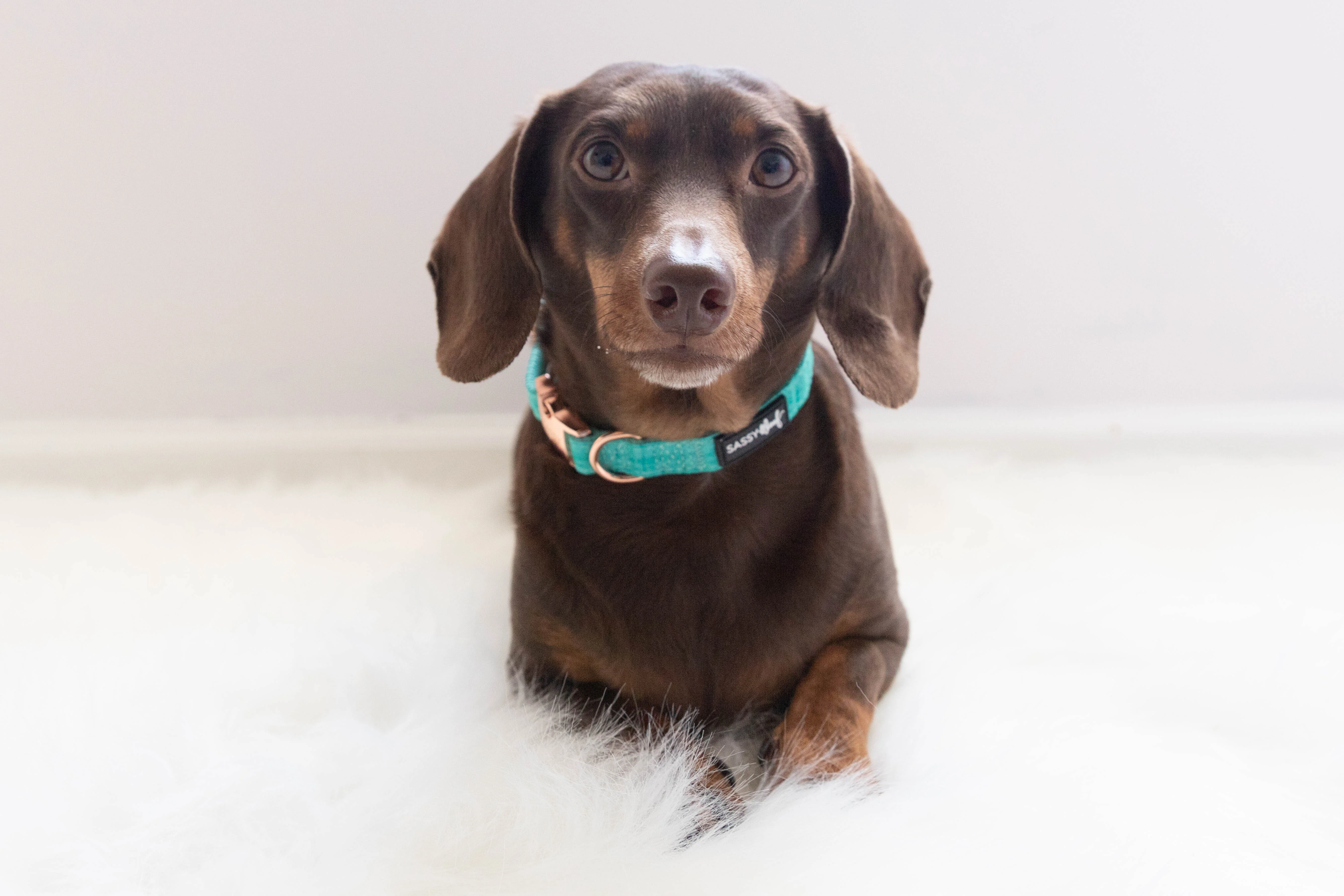 Dog Collar - Wag Your Teal - Image 6