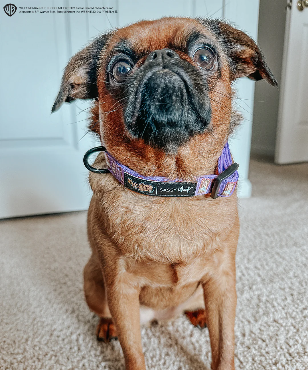 Dog Collar - Willy Wonka & The Chocolate Factory™ - Image 6